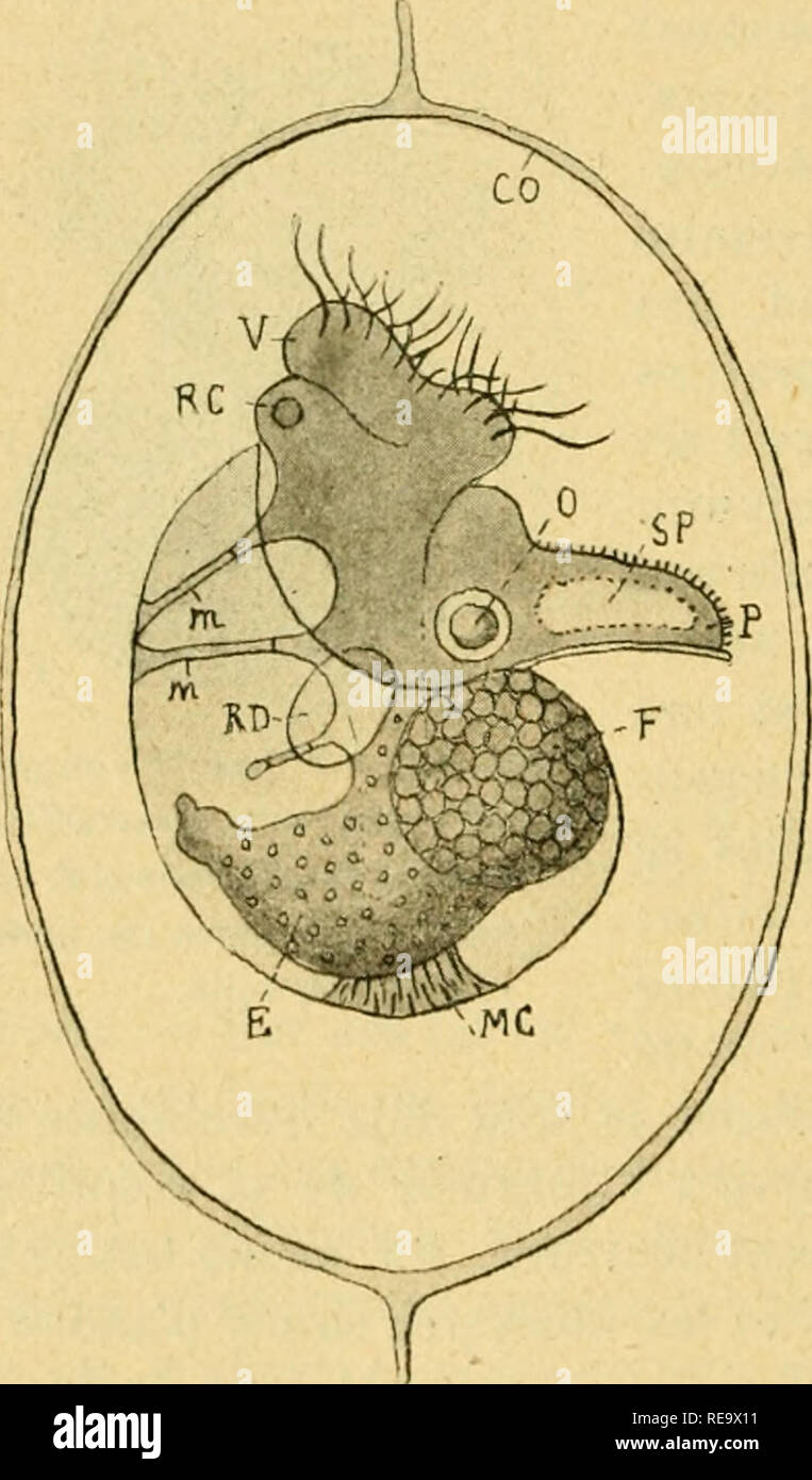 . Beitrag à l'Ã©tude de GastÃ © opisthobranches ropodes, et en particulier des Cà © phalaspides. Opisthobranchia. Abb. 109. Â Dove Vía © ligÃ¨redans sa Coque; CO, Coque, ostoniac ovigÃ¹re; E; F, lobe droit du Foie; M, Iraclus niÃ © sodermiques: MC, Muskel rÃ©lracleur de la Dove; (58), "olocysle;{>, pied; KG, rein Cà © phaliqne; RD, rein eingerichtet; linilif. SP, sinus pÃ© Dieux; V, Sattel.. Bitte beachten Sie, dass diese Bilder aus gescannten Seite Bilder, die digital für die Lesbarkeit verbessert haben mögen - Färbung und Aussehen dieser Abbildungen können nicht genau mit dem Original ähneln extrahiert werden Stockfoto