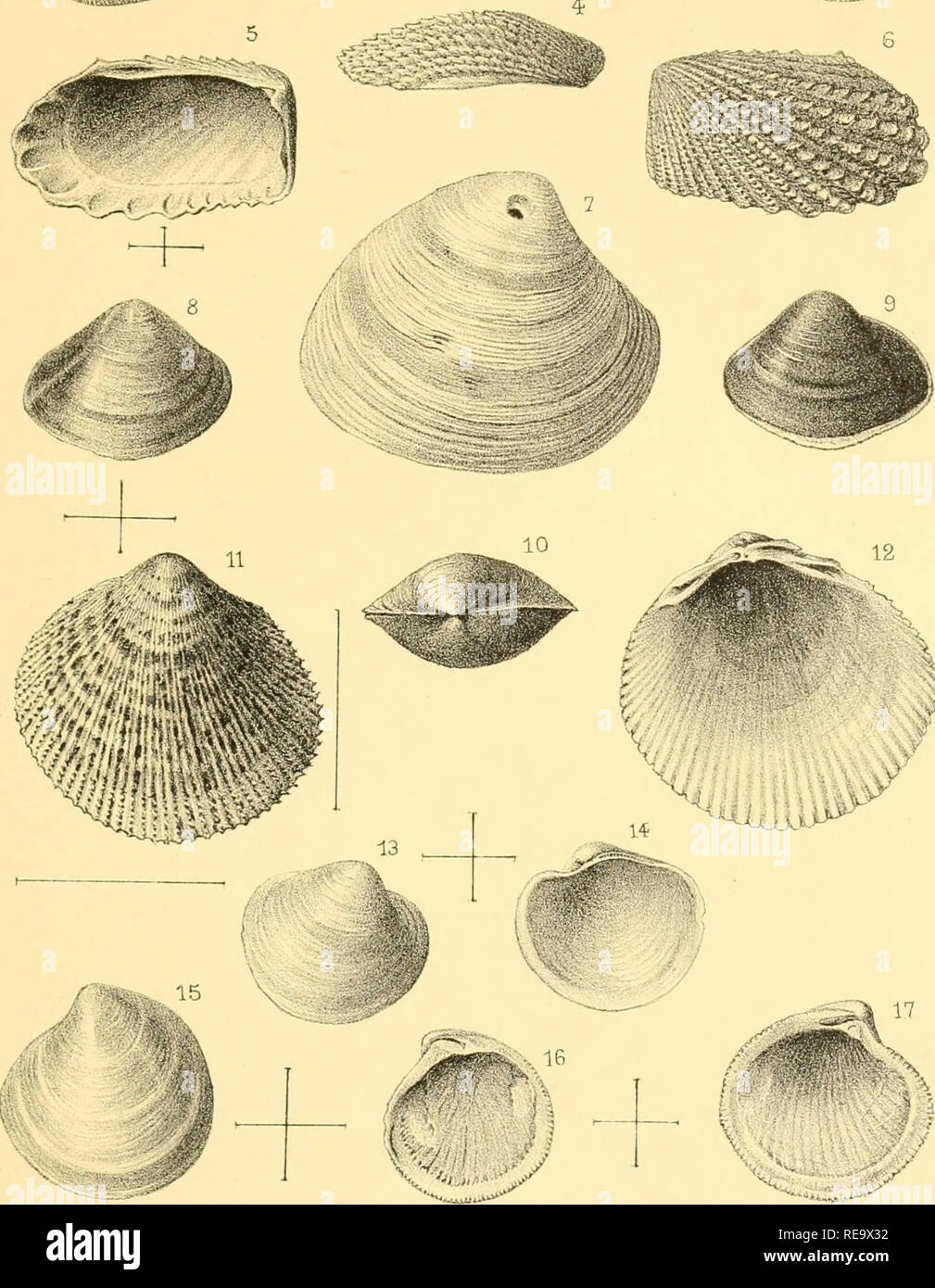 . Beitrag à la Faune malacologique de l'Afrique occidentale. Muscheln. ACTKS DE LA SoCIÈTÈ I. INNÈENNE DE BoRDEAUX. T. LXIV, PI IV. HHHn. hnp L Lafont^ iae, Psns. 1, 2, 3. CrerLellaDoUfiisi ûautzenbera (x3) k, 5,6. Cardita continua Dautzenherj (x. 4) 7. Meretrix striât.. .. Grau J^ rând. Nat.) 8, 9,10. Cortula tricfona Hinds Tx2) 11,12. Cardmm Kotelta.;. von Maitzan M V?) 13,14'L-ucma sutfragilis Dautienbercj (y2) 15,16; 17. Lonpes aterrans Dautzenbero Fx2J Mission Ç} Va: M^^.- Mollusques marins de l'Afrique occidl'.. Bitte beachten Sie, dass diese Bilder aus gescannten Seite Bilder, m extrahiert werden Stockfoto