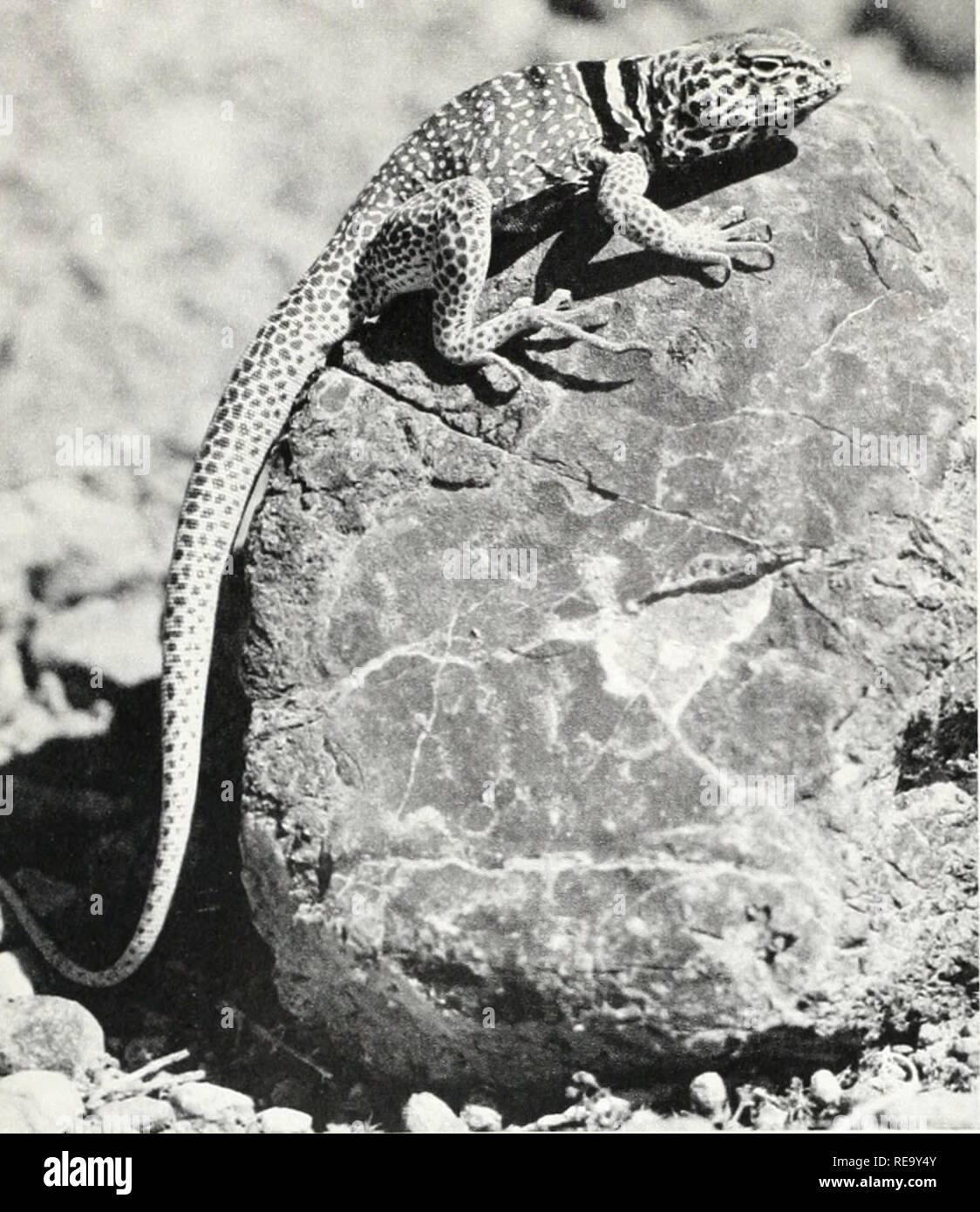 . Der Kontinent wir leben. Physische Geographie; Natural History. ^1. Die Collared Lizard, einer der gewöhnlichen Dent ariden Great Basin, oft Grundlagen auf Felsen. der Saug-, Druck-, ermöglicht sehr hohe Pflanzen Wasser in große Höhen zu heben. Die Wurzeln dieser Pflanzen sind saugfähig, ihre Spitzen porös. In der Wüste Pflanzen, auf der anderen Seite Bedingungen sind umgekehrt, dass die Verdunstung aus der Anlage über dem Boden ist weder erforderlich noch möglich, wenn die Anlage in solchen trockene Luft zu überleben. Daher alle Wüste Pflanzen sind aus robustem, wasserdichten Skins eingehüllt, oft mit undurchlässigem Wachsschichten versehen und Stockfoto