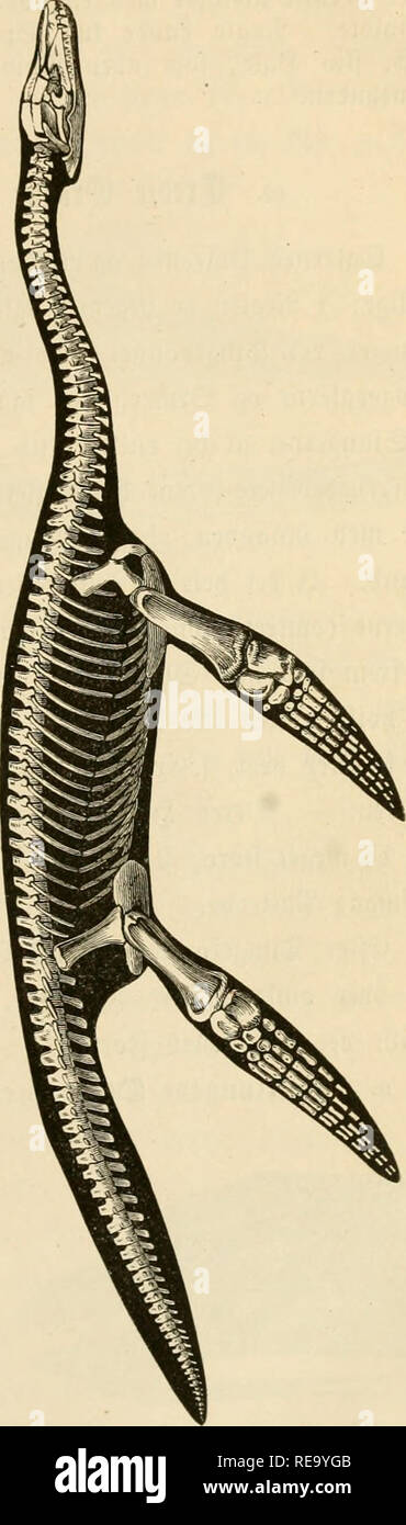 . Dyreriget zoologien Laerebog: (Ich, nr. 1). Zoologie. gøglerne. 223. Bitte beachten Sie, dass diese Bilder sind von der gescannten Seite Bilder, die digital für die Lesbarkeit verbessert haben mögen - Färbung und Aussehen dieser Abbildungen können nicht perfekt dem Original ähneln. extrahiert. Lütken, Chr. Fr. (Christian Frederik), 1827-1901. Kjøbenhavn: gyldendalske (F. Hegel) Stockfoto