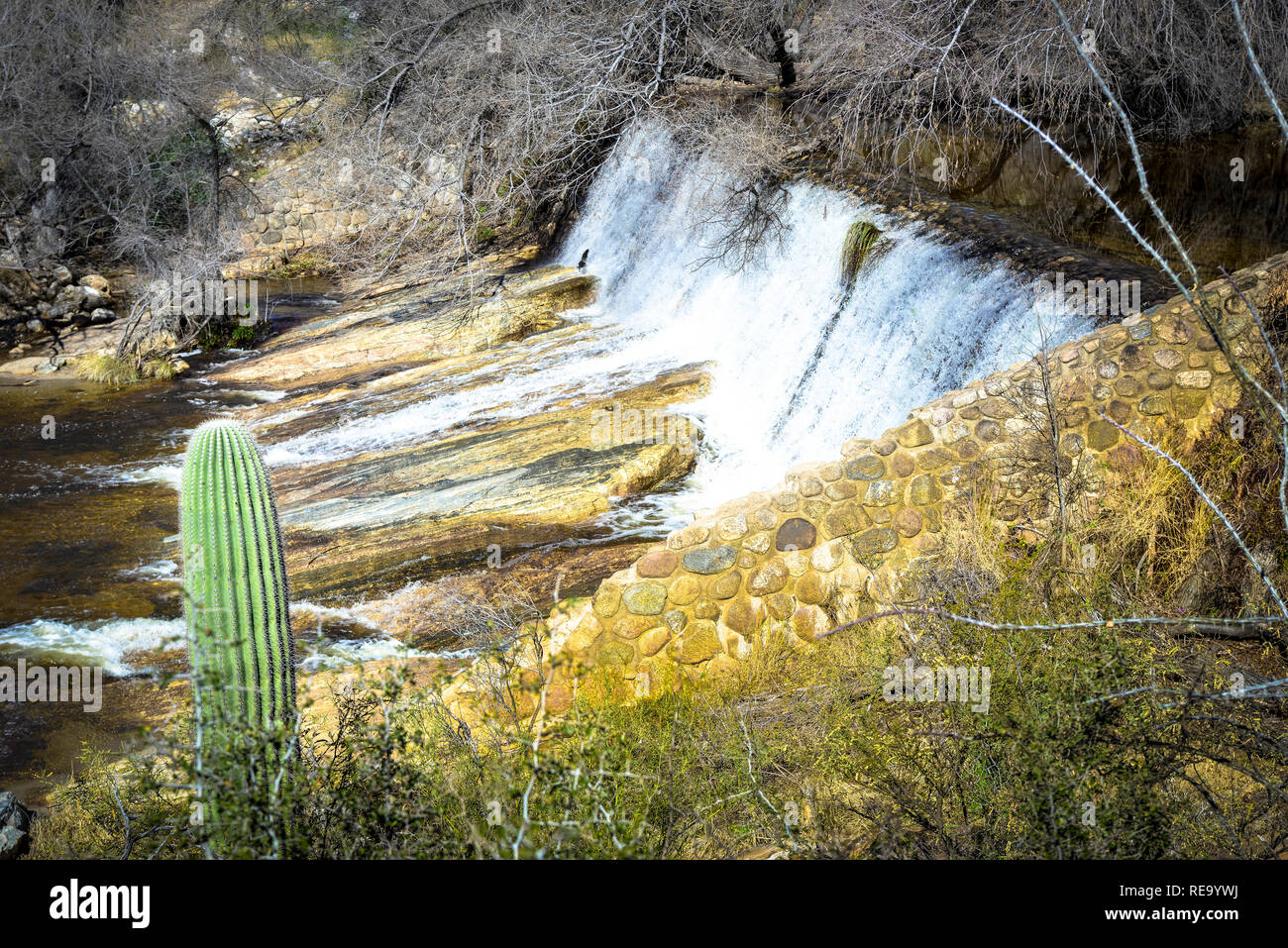 Der Berg Regenwasser fließt zum Sabino Canyon Dam in der Wüste mit Kakteen im Sabino Canyon Recreation Area in der Nähe von Tucson, AZ abgedeckt Stockfoto