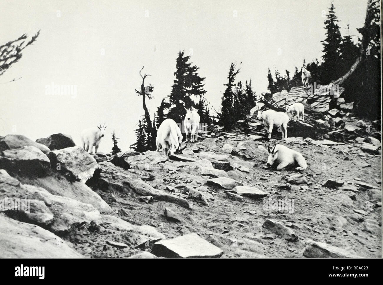 . Der Kontinent wir leben. Physische Geographie; Natural History. ^. Der Berg Ziel, eine typische Tiere der British Columbia niuti Schweizer Gämsen. Er bevorzugt die oberste Pisten und ist eine große Brücke. von Zinn Objekte erfassen, Absaugen und durch die das Tier über kriecht. Es ist mit diesen, dass Seesterne Muscheln geöffnet. Sie ersten sie umhüllen, Anhängen, so viele U-Füße, wie möglich, und dann üben einen stetigen ziehen. Lebende Muscheln können einen plötzlichen Ruck standhalten, aber Sie schließlich aufgeben gegen hartnäckige ziehen; der Seestern dann extrudiert seinen Magen in die Shell und saugt das Fleisch Stockfoto
