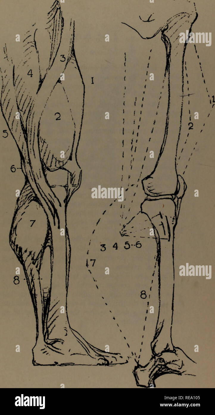 . Konstruktive Anatomie. Anatomie, künstlerisch. . Bitte beachten Sie