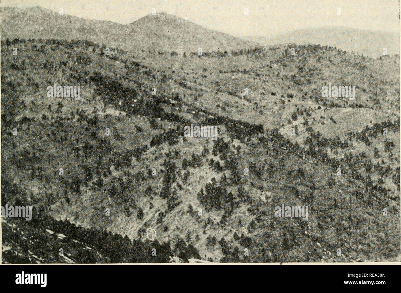 . Beiträge aus dem Rumpf botanischen Labor. Pflanzen. iqio] VESTAL - PHYTOGEOGKAPIIY von Colorado 159 Teile, als von der linearen Anordnung erhalten werden. Geog-raphers wird Beachten Sie, dass topographische Bereiche eher als land-Formen verwendet werden, wie die Einheiten der Bereich der physikalischen Bedingungen (Lebensräume), da land-Formen, wie z.b. Mesas und Schluchten, kann mehrere topografische Bereiche präsentiert sehr unterschiedliche ökologische Bedingungen gehören. Darüber hinaus ist eine einzige topographische Bereiche, auch wenn physisch Uniform, kann das Wachstum innerhalb von mehreren mehr oder weniger ausgeprägten Vegetation - Arten ermöglichen. %. Abb. 3.-dis Besonnen Stockfoto