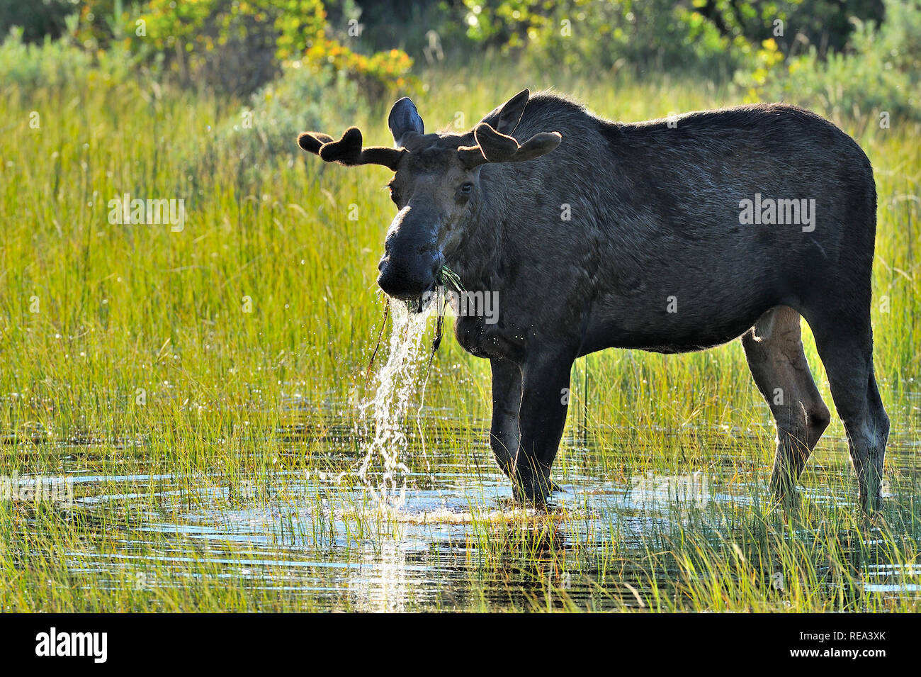 Ein Bull Moose" alces alces", Fütterung auf etwas Wasser Pflanzen in den warmen Frühling Licht in Jasper National Park, Alberta, Kanada. Stockfoto