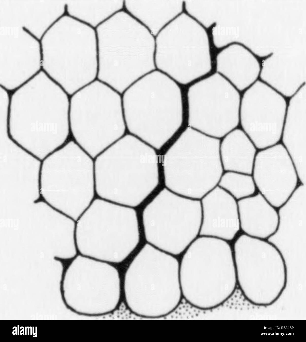 . Beiträge der botanischen Labor, Bd. 7. Botanik; Botanik. Abb. 6. Hypertrophisierten Zelle in Alten (8 Tage) Kultur der Jensens Ratten Sarkom angezeigt, A-Aggregation von Fett, B - die etwas eckig (hexagonal) Form der Fettkügelchen und C - die Pseudo-alveolarer Struktur, die entsteht, wenn die Zelle ist fest verlassen" fettvakuolen". (Von Zubereitungen von Miss Strangeways und mit ihrer freundlichen Erlaubnis veröffentlicht. d. Bitte beachten Sie, dass diese Bilder aus gescannten Seite Bilder, die digital für die Lesbarkeit verbessert haben mögen - Färbung und Aussehen dieser Abbildung extrahiert werden Stockfoto