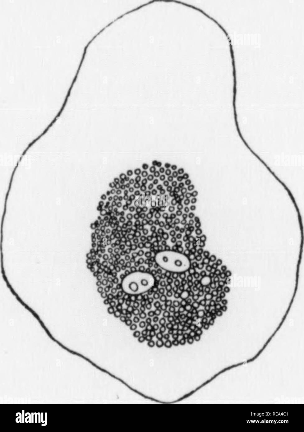 . Beiträge der botanischen Labor, Bd. 7. Botanik; Botanik. Wenn Zellen des monocyte oder Fibroblasten, die haben reichlich Fett sind fest und durch die üblichen osmotischen Säure und Bügeleisen haemato-xylin Methode Flecken, die ehemaligen Fettkügelchen erscheinen jetzt als (weiß) Vakuolen (Abb. 10, PI. II; Bild. 6). Fiel und Andrews (14) und D.H. Strangeways (in bisher unveröffentlichte Arbeiten) haben hypertrophisierten Zellen in Alten (8 Tag) Kulturen beschrieben (von Jensens Ratten Sarkom im Blutserum), die eine zentrale Masse der Fettkügelchen (Abb. 6, A). Auf eine eingehende Prüfung dieser Kügelchen werden gesehen, teilweise flattene werden Stockfoto