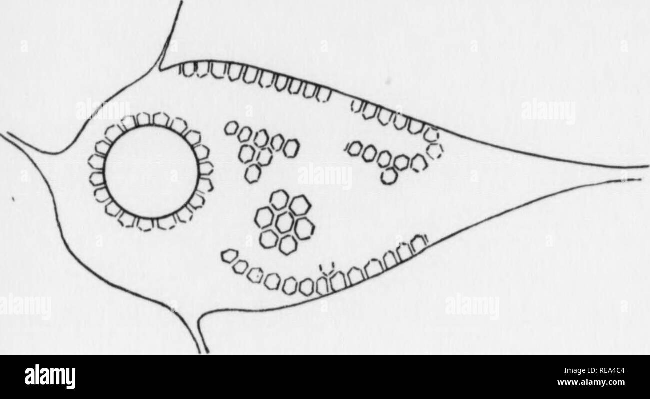 . Beiträge der botanischen Labor, Bd. 7. Botanik; Botanik. 184 Seifriz der alveolären Struktur von protoplasma 185. Wenn Zellen des monocyte oder Fibroblasten, die haben reichlich Fett sind fest und durch die üblichen osmotischen Säure und Bügeleisen haemato-xylin Methode Flecken, die ehemaligen Fettkügelchen erscheinen jetzt als (weiß) Vakuolen (Abb. 10, PI. II; Bild. 6). Fiel und Andrews (14) und D.H. Strangeways (in bisher unveröffentlichte Arbeiten) haben hypertrophisierten Zellen in Alten (8 Tag) Kulturen beschrieben (von Jensens Ratten Sarkom im Blutserum), die eine zentrale Masse der Fettkügelchen (Abb. 6, A). Auf enge examin Stockfoto