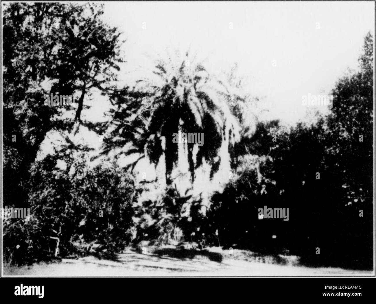 . Beiträge der botanischen Labor, Bd. 7. Botanik; Botanik. . LARDIM JJOTAMCO, KIO DH J. VMllKO, T. KAZIL Wrrii der Cokcovado in riii; hackckoixk. i'ai. ms auf Iiii. Ich.si. (mm:s Axi "siiimiss im' A: (IL&lt;{niiododi inlroii) iildicd IX llll". l-ni; K (; i; (. rxi". . In Y). l!Ti':]) Les I'ubber, Früchte und montiert Ihr- tion. Es ist ein centei' für tlie wissenschaftliche Barium Proben mit drei Öl]) aint-Studie von ani' . die Landwir tschaft und Gartenbau. in &lt; l) y Santos an den Wänden j re) erneut in De beiseite gesetzt, Amazonien, oder Hylaea, (bin]) os und für isitin! L&gt; 'Botaniker. Araucaria Forest. Stockfoto