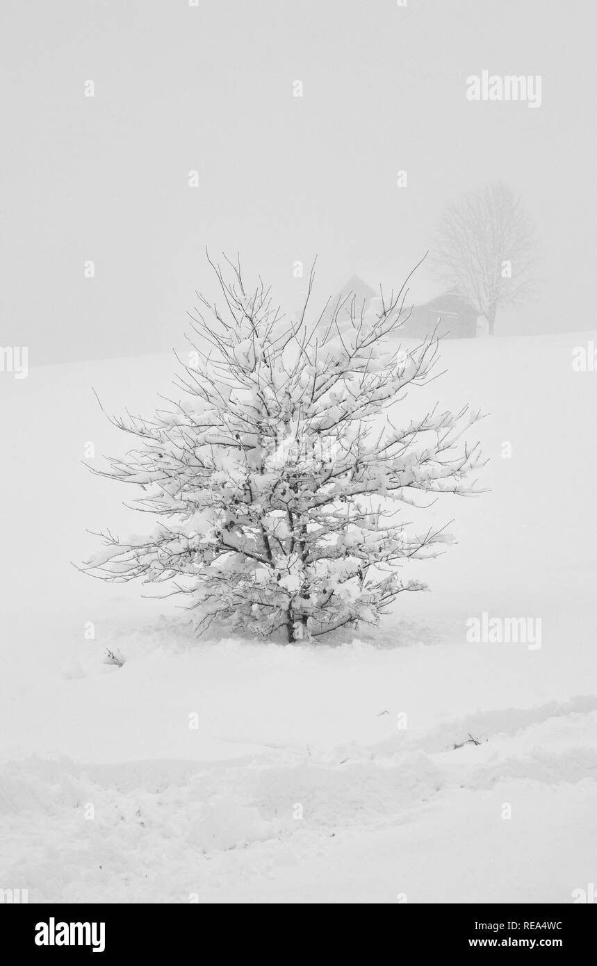 Der Baum, bedeckt mit Raureif im Nebel. Junge Baum mit Schnee in einem Feld nach einem Schnee Zyklon in Europa. Winter wallpaper mit Baum Stockfoto