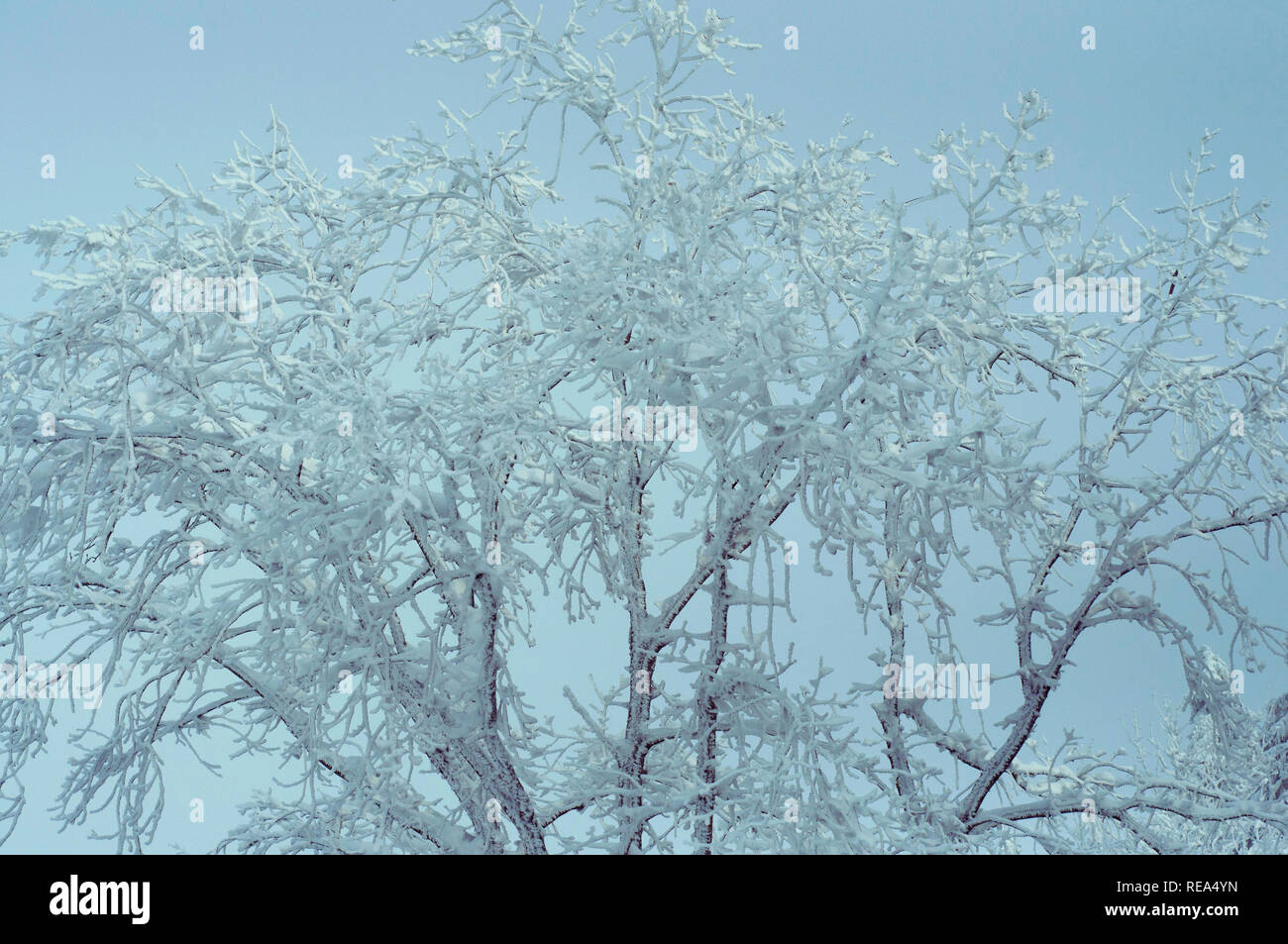 Zweigen bedeckt mit Eis und Schnee nach einem Eisregen. Schöne Zweige eines Baumes mit Schnee auf den Himmel Hintergrund abgedeckt. In der Nähe fotografiert im Wint Stockfoto