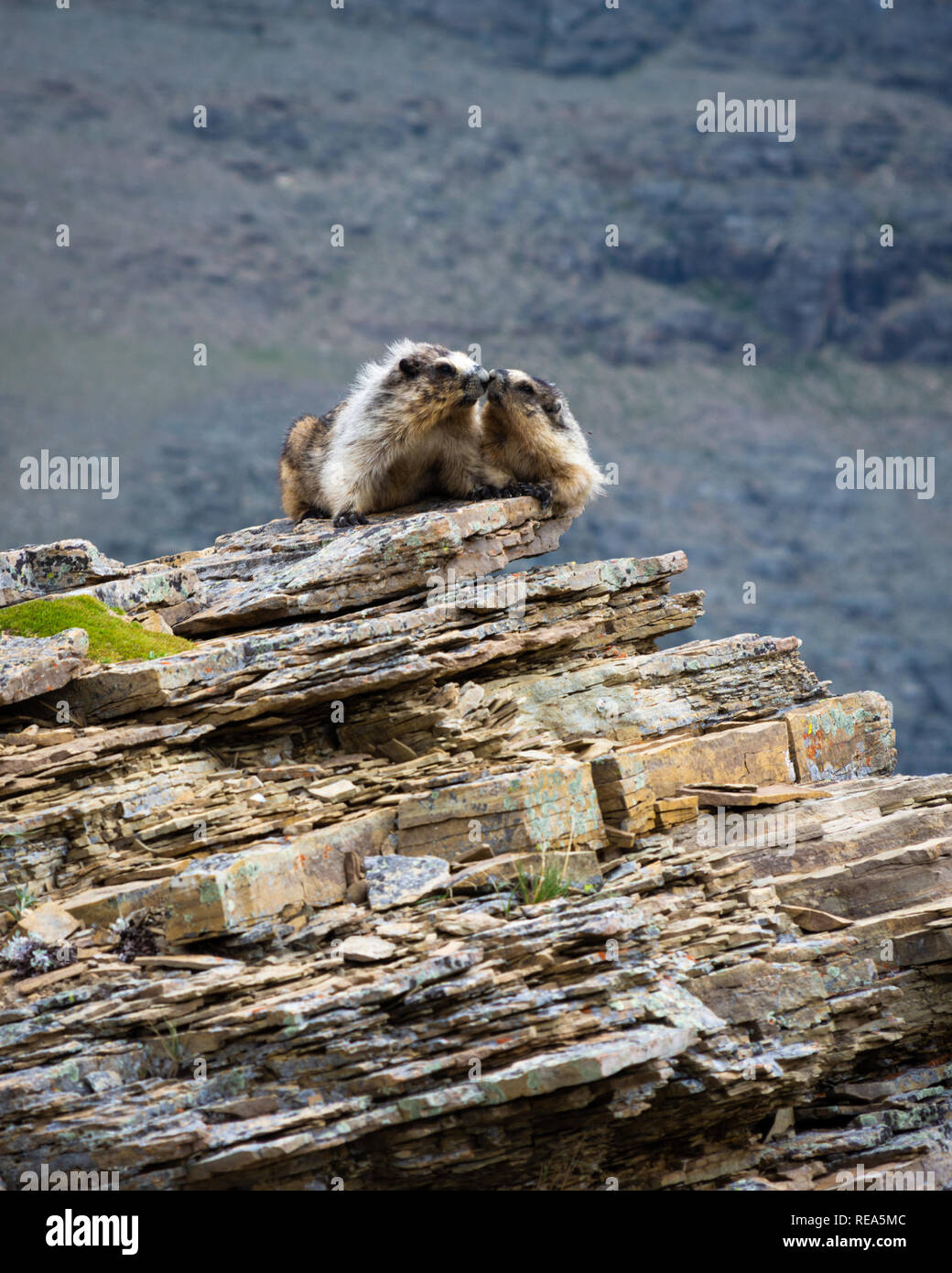 Zwei graue Murmeltier (Marmota caligata) sitzen auf einem Felsvorsprung im Glacier National Park, Montana. Stockfoto