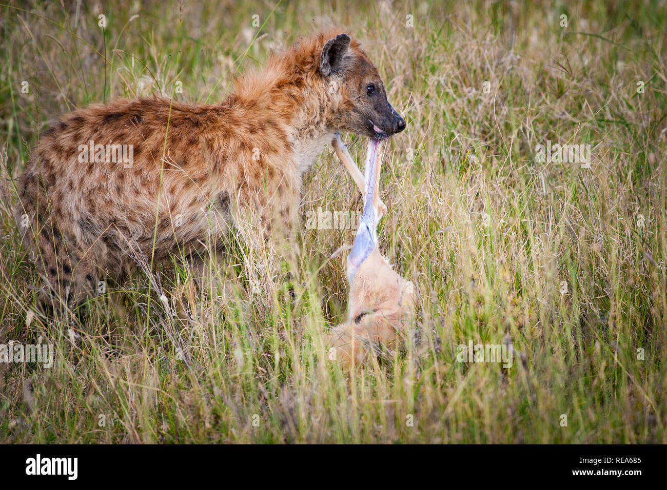 Cheetah mit Töten, Thompson Gazellen, Serengeti National Park, Tansania; Sequenz; Hyäne stiehlt der Geparden töten. Stockfoto