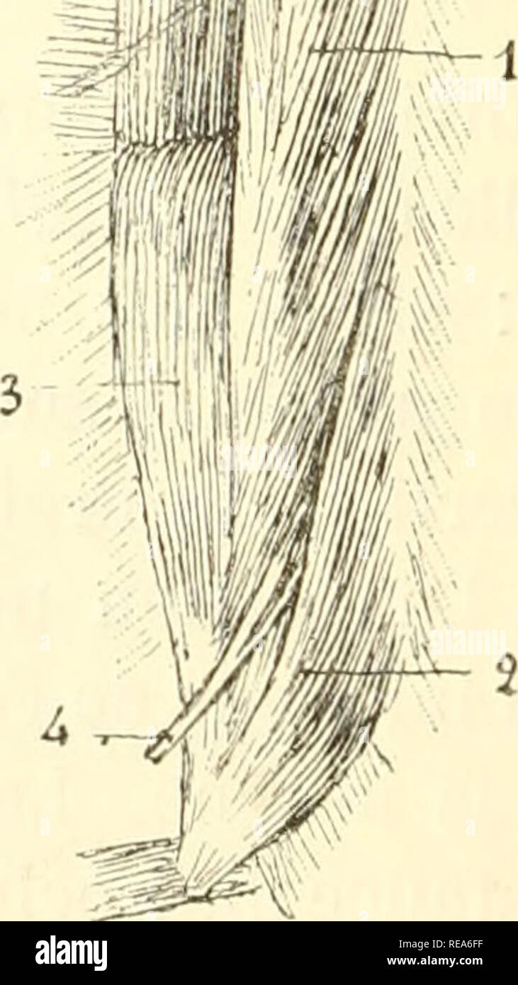 . Beitrag à la myologie des rongeure. Nagetiere; Anatomie, Vergleichende; die Muskeln. 4 "fi bin. Abb. LXXIX. - Muskeln psoas - iliaque et Carré des lombes du Cobaye. 1, Psoas externe; ich Sohn faisceau transversaire; 2, Psoas interne; 3, Ilia - que; 4, Nerf cruraldrüsen; 5, Nerfs lombaires; 6, Muskeln spinaux postérieurs, 7, quer de l'Abdomen; 8, 8 Carré des Diaphragme lombes; 9; 10; 11 Intercostaux, Lange de Garde. Bitte beachten Sie, dass diese Bilder extrahiert werden aus der gescannten Seite Bilder, die digital für die Lesbarkeit verbessert haben mögen - Färbung und Aussehen dieser Abbildungen können keine Stockfoto