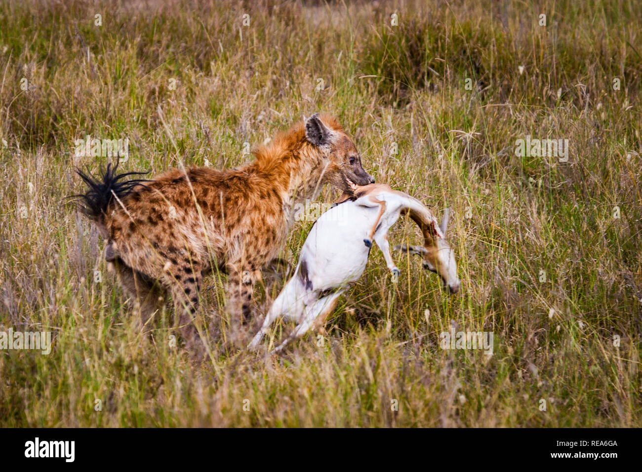 Cheetah mit Töten, Thompson Gazellen, Serengeti National Park, Tansania; Sequenz; Hyäne stiehlt der Geparden töten. Stockfoto