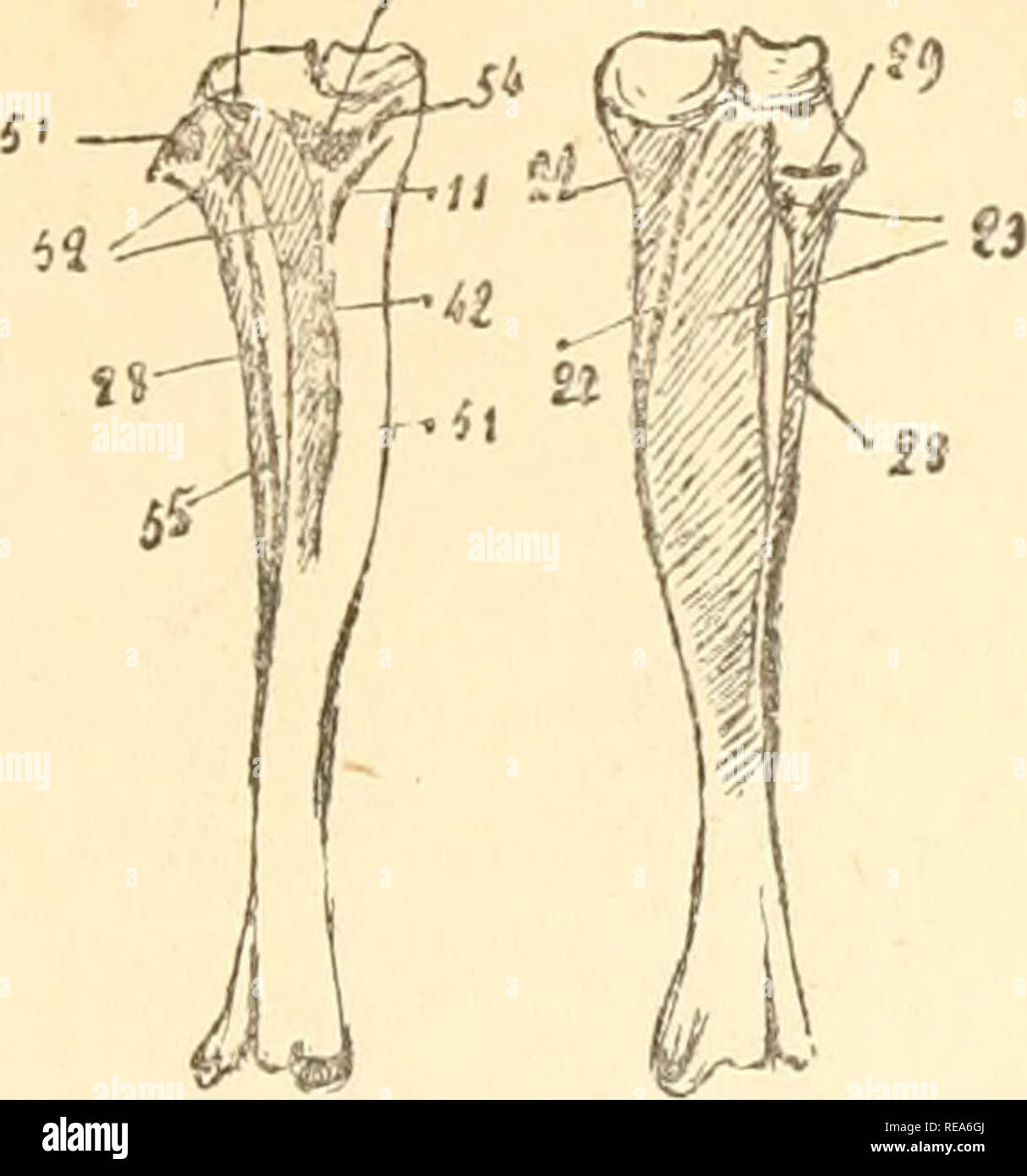 . Beitrag à la myologie des rongeure. Nagetiere; Anatomie, Vergleichende; die Muskeln. 209 Al, 5'. Abb. LXVIII. - Tibia et péroné droits du Ratte: einfügungen musculaire?. Grandeur naturelle. A. Gesicht antérieure; B. Gesicht postérieure. - 11, Demi-membraneux; 21, 22; Poplilé Fléchisseur Schienbeinkopf et Schienbeinkopf postérieur; 23, Fléchisseur Péroniers péronier; 28; 29; 42 Soléaire, Droit interne; 47, Bizeps; 51, Demi-tendineux; 52 Schienbein antérieur; 53, Ligament rotulien; 54, Faisceau Schienbeinkopf du Grand adducteur; 55, Extenseur propre du Gros orteil.. Bitte beachten Sie, dass diese Bilder aus s extrahiert werden Stockfoto