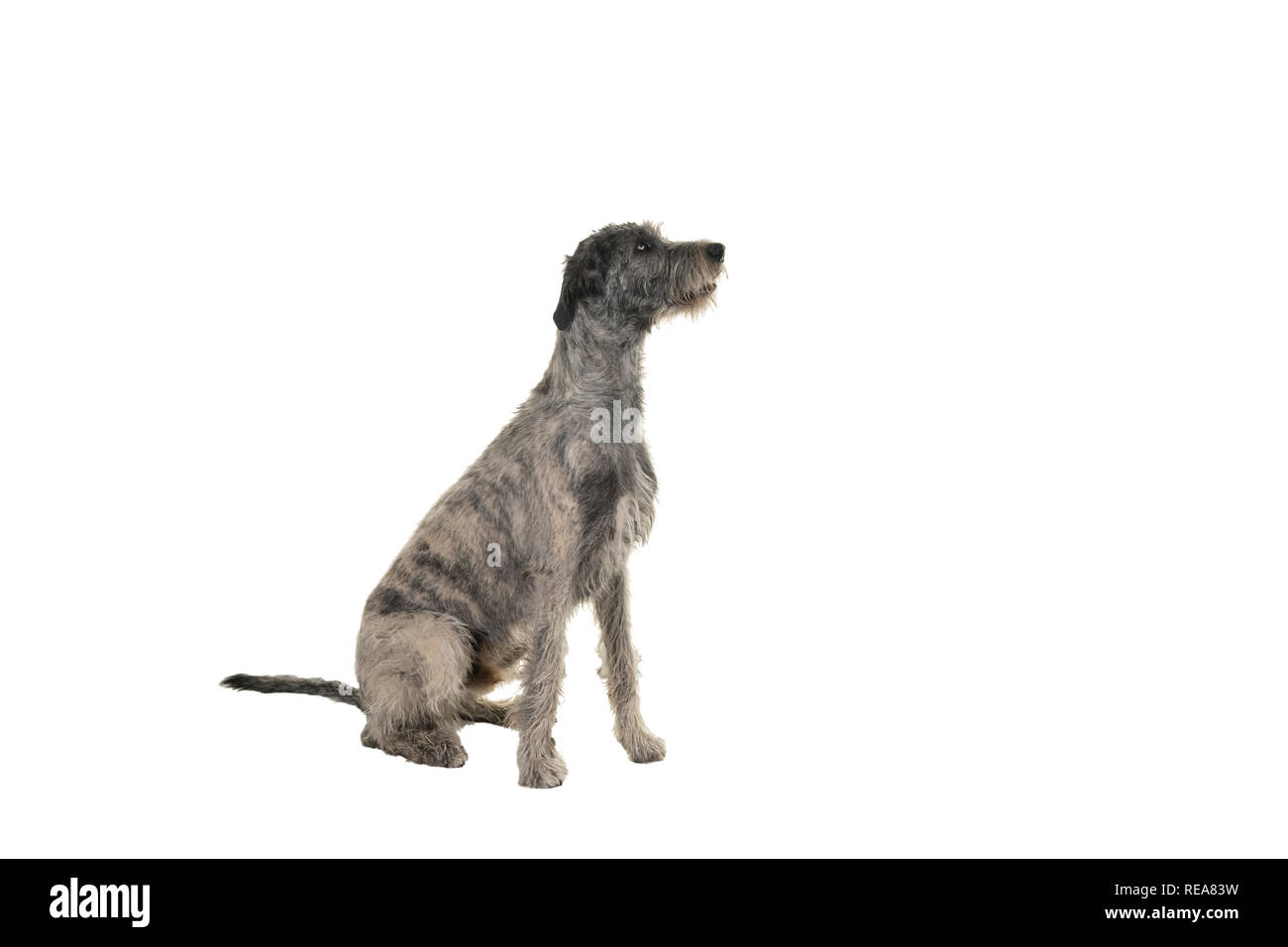 Grau große Irish Wolfhound Hund sitzt seitlich auf einem weißen Hintergrund isoliert Stockfoto