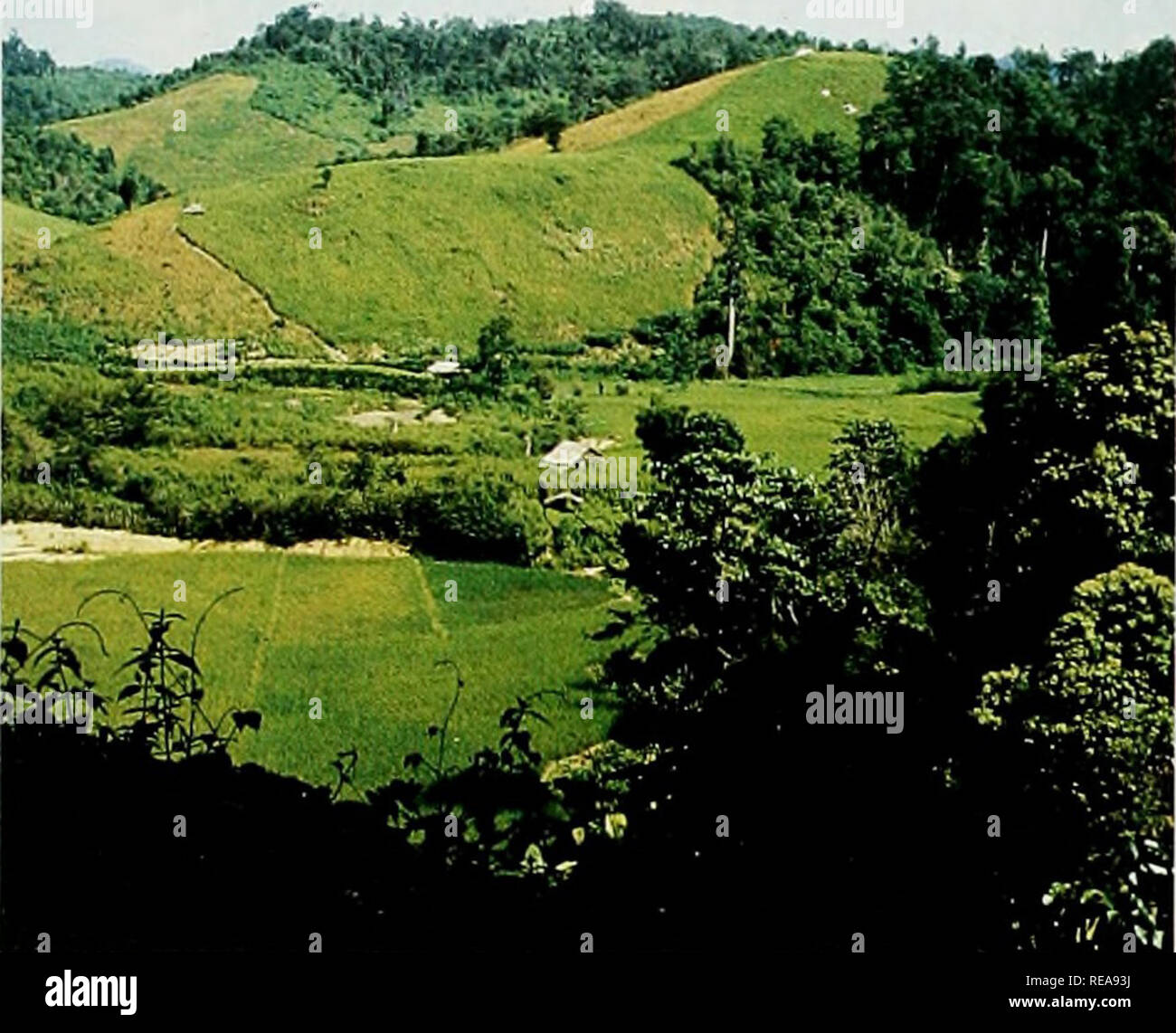 . Die Erhaltung Atlas der tropischen Wälder: Asien und der Pazifik. Clearing, Pflanzung, Pflege und Ernte sind der Zyklus der Aufgaben fo swidden Landwirt im Norden von Laos. S. Anspach die. Lao Theung Die Lao Theung gehören eine Reihe von ethnischen Gruppen, die in den Hügeln. Felder sind für ein oder zwei Jahre von einer falben Periode von fünf bis fünfzehn Jahren beschnitten. Während der Flurbereinigung, Baumstümpfen und einige Bäume sind links Regeneration nach dem Beschneiden zu fördern, und die Pflege ist mit brennenden und Jäten. Reis ist die Hauptkultur, obwohl andere wie Mais, Chili und Maniok angebaut werden. Dieses sys Stockfoto