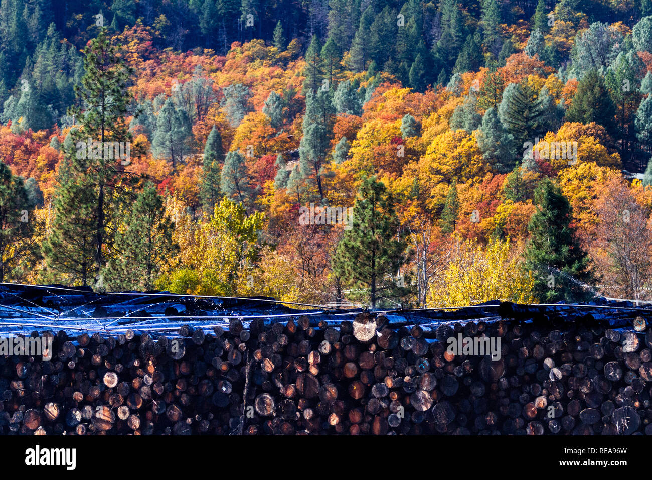 Vor & nach - Herbst Wald bietet eine bunte Kulisse für ein Sägewerk Haufen anmelden. Weaverville, Kalifornien, USA Stockfoto