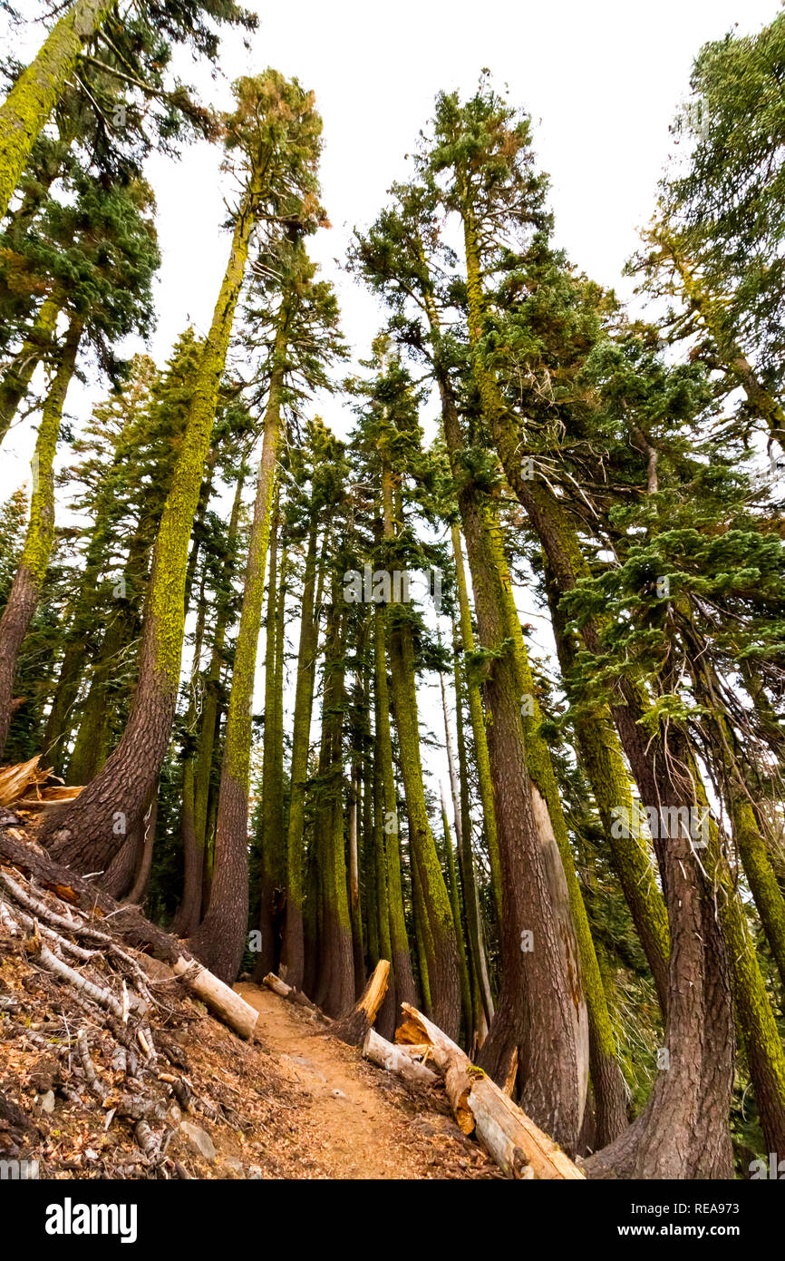 Trail Dekorationen - Helle moss deckt Baumstämmen entlang Bumpass Hell Trail von Kalten kochenden See. Lassen Volcanic National Park, Kalifornien, USA Stockfoto