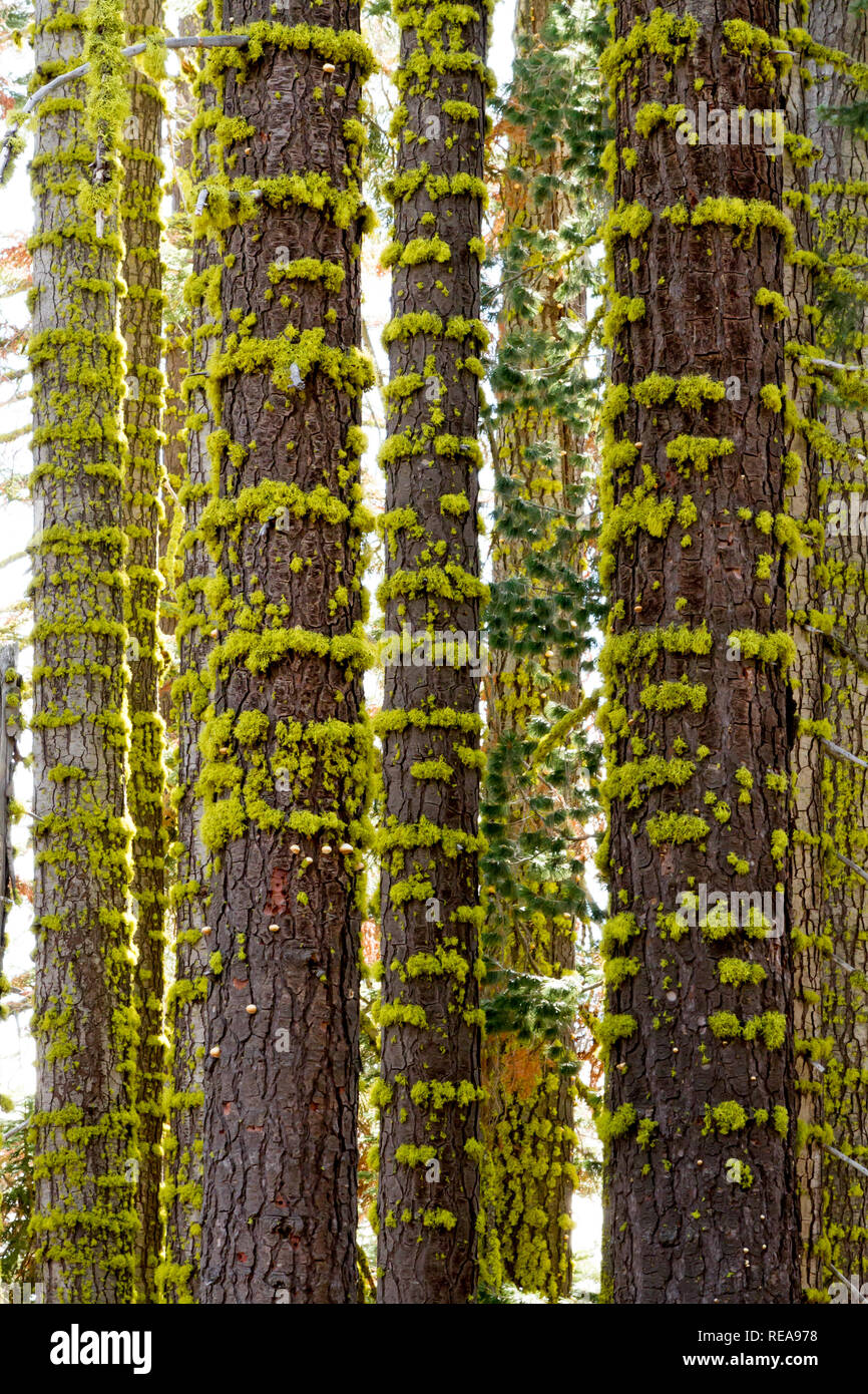 Moss-Ringe-Klumpen von Moss umkreisen Baumstämmen. Lassen Volcanic National Park, Kalifornien, USA Stockfoto