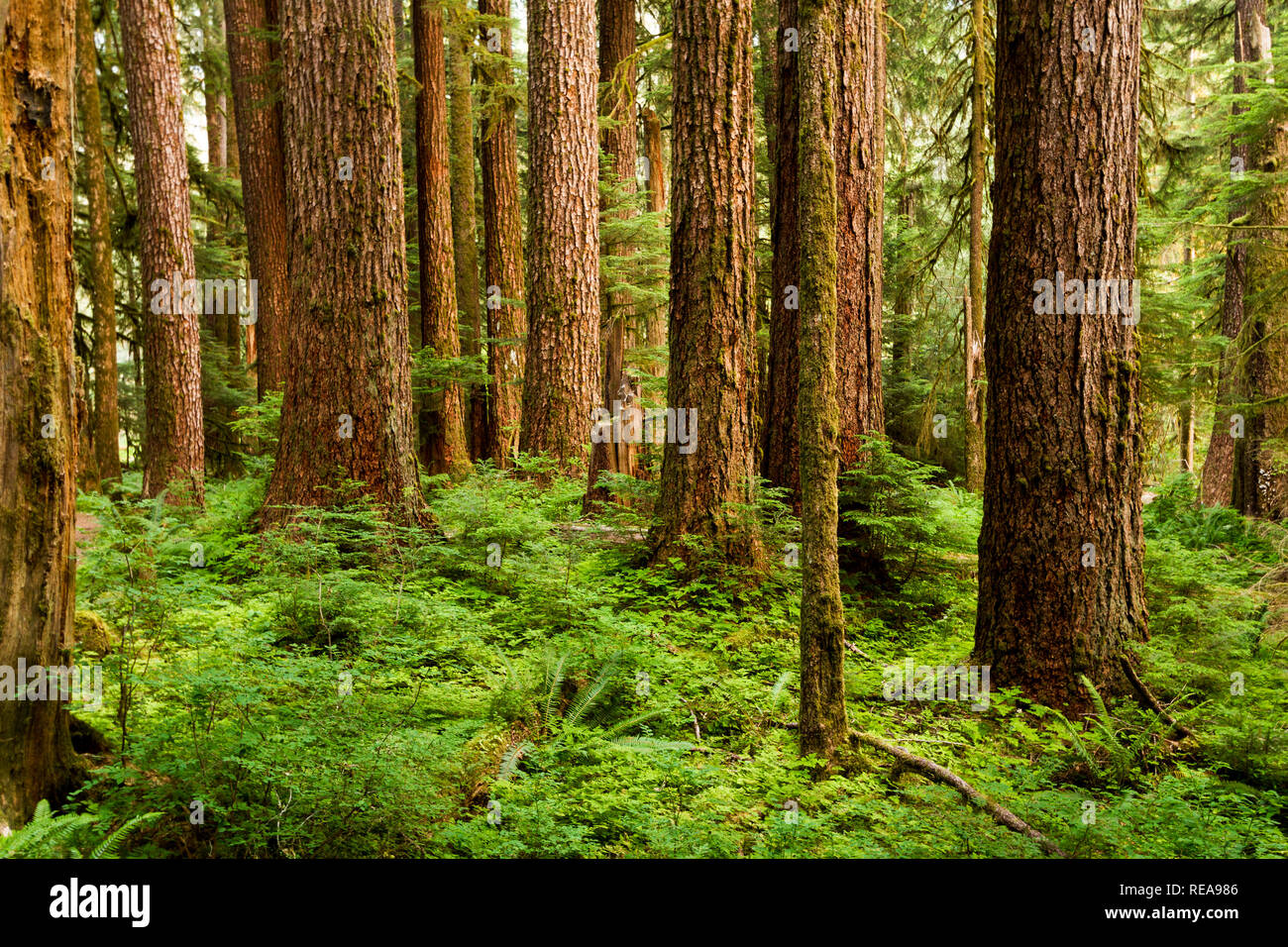 Entstehung - Alte Wachstum Wald entlang der Sol Duc River Trail. Olympic National Park, Washington, USA Stockfoto