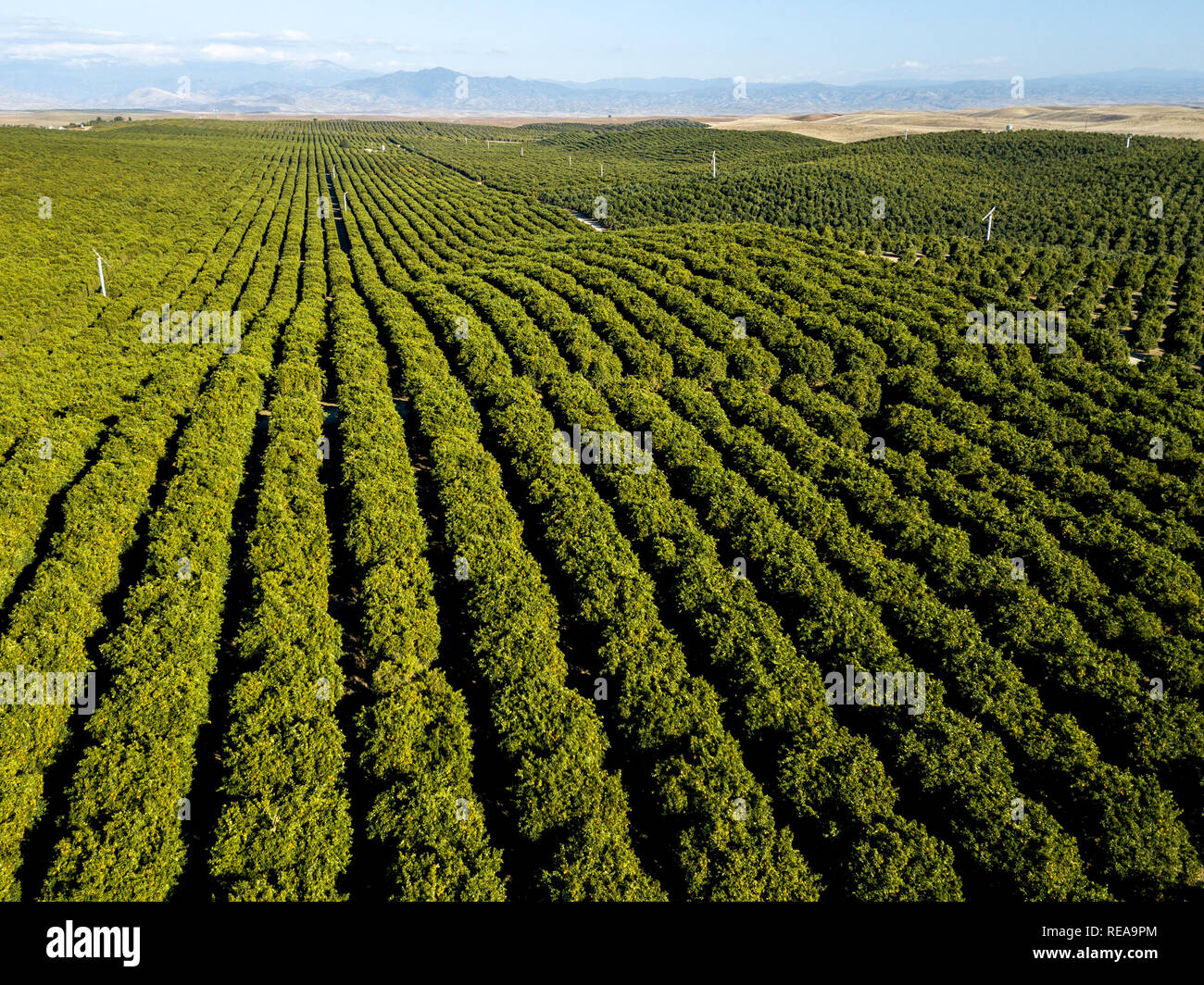Grün Orange Streifen - Orange Grove Zeilen auf der südlichen Sierra Nevada Vorberge. Richgrove, Kalifornien, USA Stockfoto