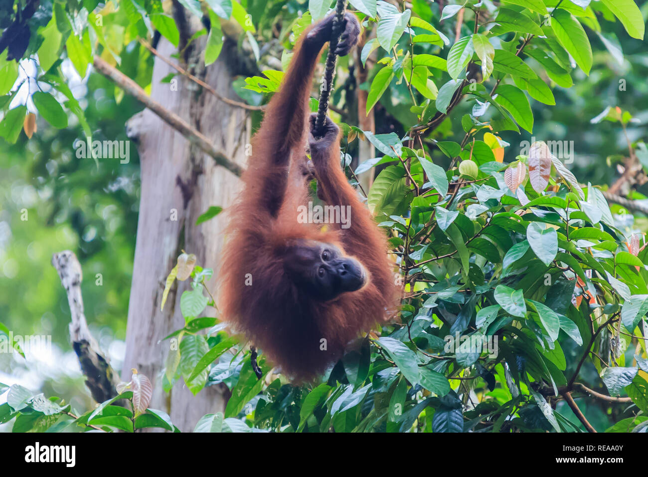 Orang-utans oder Pongo pygmaeus ist das einzige asiatische grosse auf der Insel Borneo und Sumatra gefunden Stockfoto