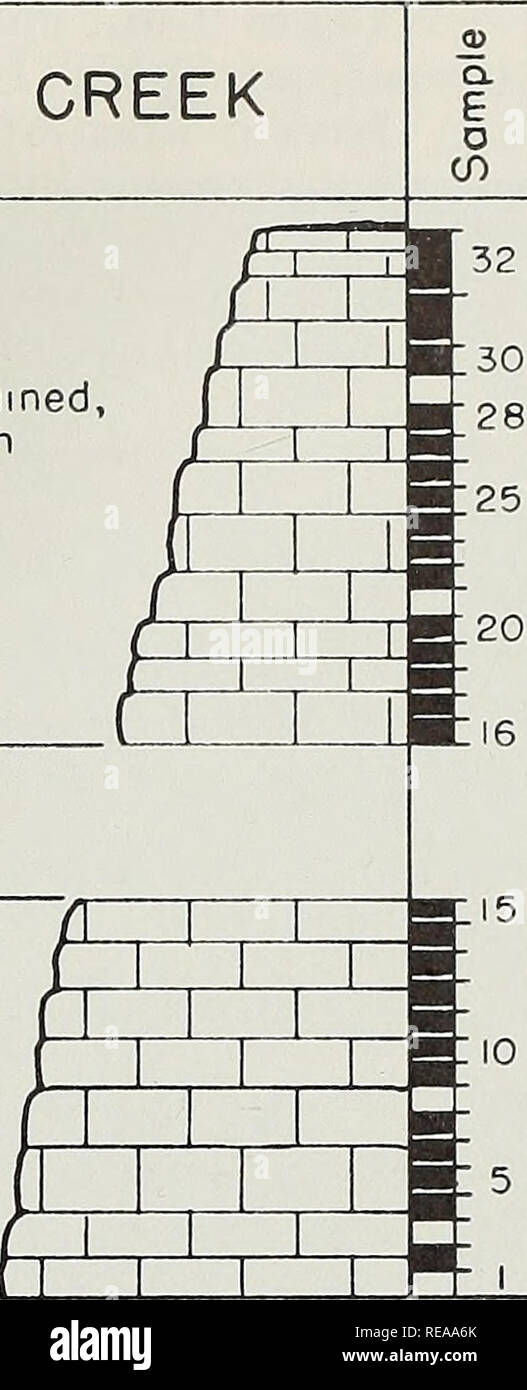 . Conodonts vom Glen Dean Bildung (Chester) der Illinois Becken. Conodonts; Paläontologie; Paläontologie. o Abb. 5. - Wien Süd, Ort 4. Aufgelassene Steinbruch, westlich der Landstraße 45, ca. 1,4 km südlich der Kreuzung der Highways 45 und 165 in Wien, SE14 SEi/4 sek. 8, T., 13 S., R. 3E., Wien quad-Bwinkel, Johnson County, Illinois. Diese sind Hibhardella milleri, H., ortha Lamhdagnathus jragilidens, Lonchodina furnishi, L., paraclaviger Roundya costata, Ozarkodina curvata. Die Fülle der Fauna Conodonts sind in mindestens mittlerer Fülle an gefunden alle aufschlüsse Stichprobe (50 bis Stockfoto