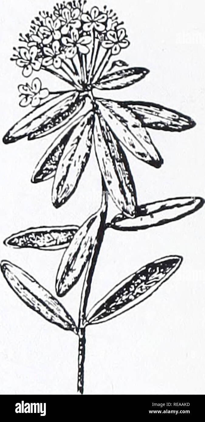 . Concord, Bäume und Sträucher. Botanik; Bäume; Sträucher. LABRADOR KAFFEE SONSTIGES ART: Blätter untoothed (oder dunkel Fein gezahnt). Obst nicht Berry-wie. Blätter ledrig Evergreen. LABRADOR KAFFEE Ledum groenlandicum Blätter 2-5 cm. langen, weißen oder rostig Woolly unter, duftende, wenn sie zerquetscht; Ränder gewellt unter. Obst kapseln Bügelfalte. Kleiner Strauch 1 Meter hoch oder weniger. Moore, torfigen Sümpfen. Selten. SWEETBAY MAGNOLIA Magnolia virginiana Blätter 8-15 cm lang, weiß und Hairless unter. Früchte in der Kegel- wie Cluster, 3-5 cm lang. Sümpfe, Wälder. Seltene entkommen. MOUNTAIN LAUREL Kalmia latifoli Stockfoto