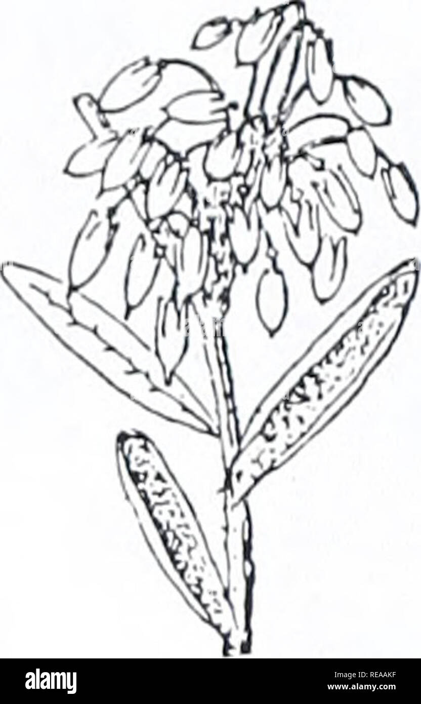 . Concord, Bäume und Sträucher. Botanik; Bäume; Sträucher. Sträucher alternative einfache Blätter. LABRADOR KAFFEE SONSTIGES ART: Blätter untoothed (oder dunkel Fein gezahnt). Obst nicht Berry-wie. Blätter ledrig Evergreen. LABRADOR KAFFEE Ledum groenlandicum Blätter 2-5 cm. langen, weißen oder rostig Woolly unter, duftende, wenn sie zerquetscht; Ränder gewellt unter. Obst kapseln Bügelfalte. Kleiner Strauch 1 Meter hoch oder weniger. Moore, torfigen Sümpfen. Selten. SWEETBAY MAGNOLIA Magnolia virginiana Blätter 8-15 cm lang, weiß und Hairless unter. Früchte in der Kegel- wie Cluster, 3-5 cm lang. Sümpfe, Wälder. Seltene entkommen. Stockfoto