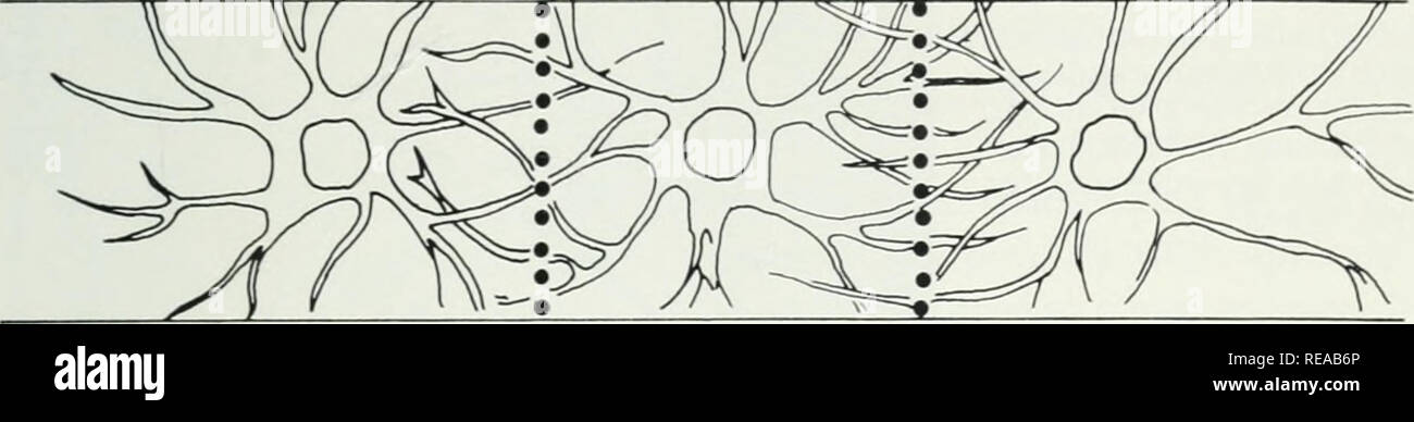 . Ulmensterben in Illinois. Fungizide; Scolytus multistriatus; Hylurgopinus rufipes; Ulmensterben. V7* ^f T^^^ VT ^//// ''SIDEWALK&gt;,/'J-,. Kranke Elm Elm Street Heolthy Heolthy Elm Abb. 15.- Die Reihen der schwarzen Punkte zeigen zwei Muster der Anwendung eines Bodens sterilisationsmittel Verbreitung der Ulmensterben Pilz zu verhindern. Die "T"-Muster wird verwendet, um eine Verletzung zu vermeiden in der Nähe Hedge. Wenn die erkrankten Baum zeigt erweiterte willst Symptome, empfiehlt es sich, eine zweite Barriere zwischen dem gesunde Bäume zu etablieren. Zusätzliche Kontrolle Behandlungen Kaliumjodid. Diese Behandlung ist einige Stockfoto