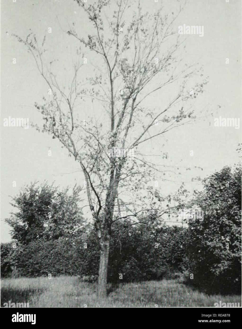 . Ulmensterben in Illinois. Fungizide; Scolytus multistriatus; Hylurgopinus rufipes; Ulmensterben. Ulmensterben in Illinois 7 Pilz ist nicht durch eine Kultur Prüfung erreicht, obwohl der Baum ist af-Betroffenen durch die Krankheit. Ulmensterben ist durch den Pilz Ceratocystis ulmi (buisman) C. Moreau verursacht. In Hving Bäume dieser Pilz wächst im SAP-Holz, am häufigsten, dass der laufenden Saison, und verursacht, dass das Bild. 2.- Einige betroffene Ulmen, wie dieses, zeigen Laub willst auf die meisten oder alle ihre Filialen gleichzeitig und schnell sterben. H ^/. Bitte beachten Sie, dass diese Bilder extrahiert werden Stockfoto