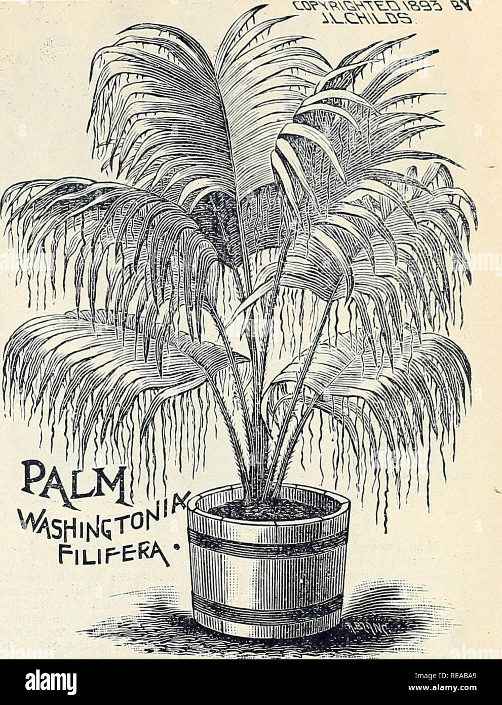 . Condensed Katalog der Spezialitäten, Neuheiten &Amp; Sonderangebote in der Wahl neue, &Amp; selten Blumenzwiebeln, Pflanzen, Samen & Amp; Früchte. Verkaufskataloge Samen; Baumschulen (Gartenbau) Kataloge Kataloge; Samen; Blumen; Obstbäume Kataloge Kataloge; John Lewis Childs (Firma); kommerzielle Kataloge; Baumschulen (Gartenbau); Samen; Blumen; Obstbäume. OTAHEITE ORANGE. Qtafyeite Qrar) ge. Eine zusätzliche fnepot Pflanze, mit glänzender grüne Blätter, die wahren duftenden orangen Blüten und reichlich wenig hellen orangen, die auf dem kleinen Busch wie Kugeln aus Gold für sechs Monate, nachdem sie reif sind. Sie werden Stockfoto