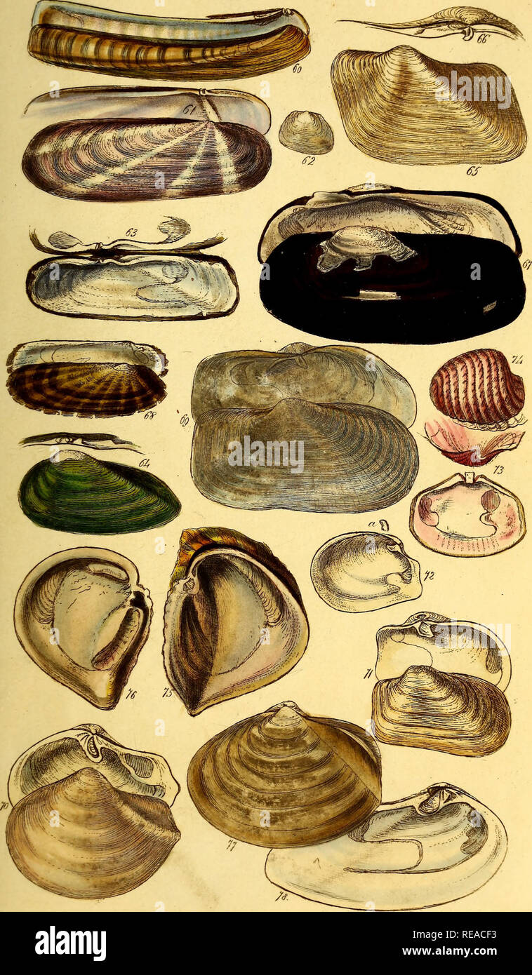 . Eine conchological Handbuch. Shells. /;///Eo Co yx.. Bitte beachten Sie, dass diese Bilder sind von der gescannten Seite Bilder, die digital für die Lesbarkeit verbessert haben mögen - Färbung und Aussehen dieser Abbildungen können nicht perfekt dem Original ähneln. extrahiert. Sowerby, G. B. (George Brettingham), 1812-1884; Henderson, J. B. (John Brooks), 1870-1923, der ehemalige Eigentümer. DSI; Dall, William Healey, 1845-1927, der ehemalige Eigentümer. DSI. London: Henry G. Bohn Stockfoto