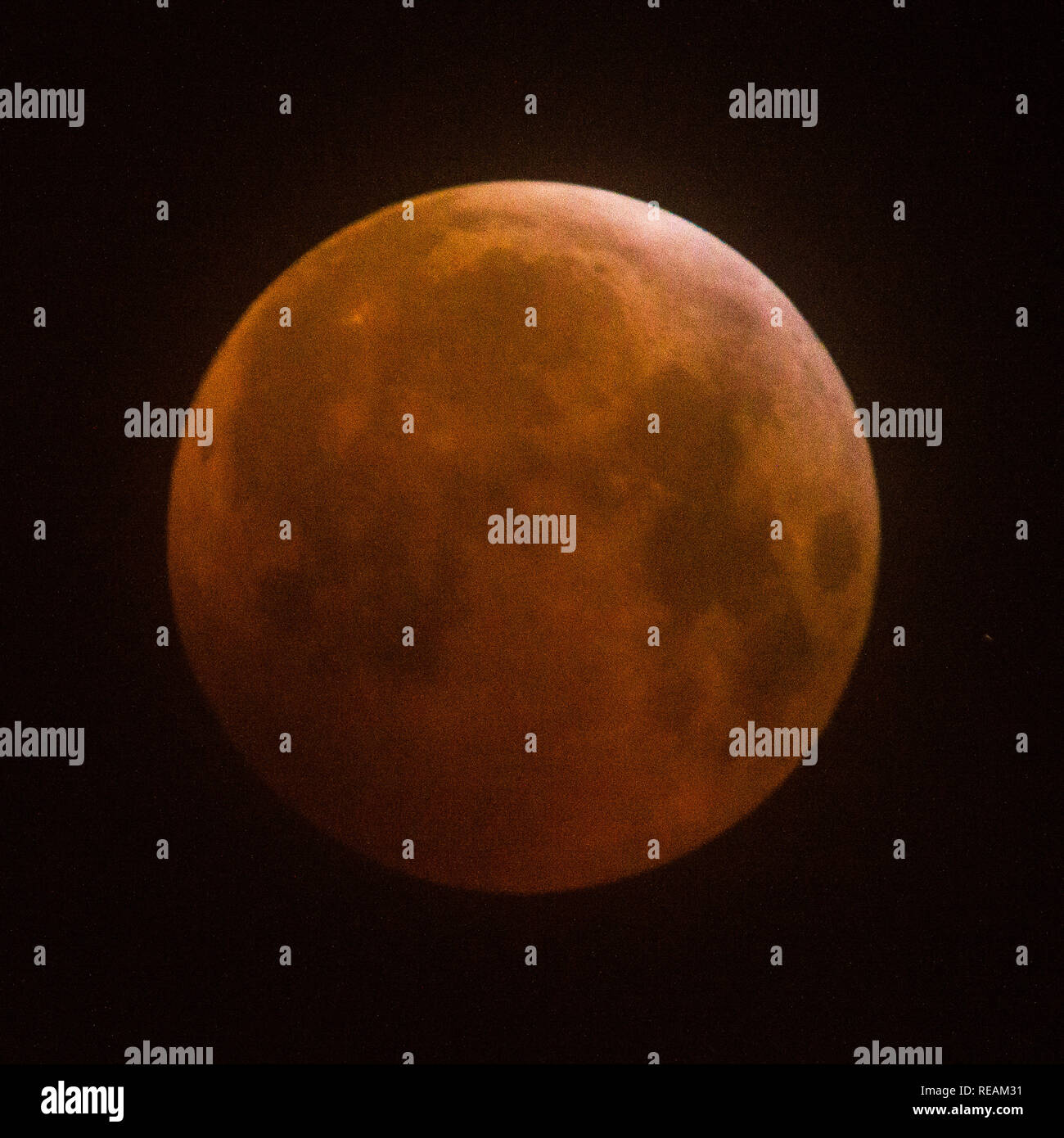 Glasgow, UK. 21. Januar 2019. Super Blut Wolf Mond durch einen dünnen Schleier der Wolke gesehen. Ein Blut Mond zuletzt im Juli 2018 aufgetreten, obwohl Wolken weitgehend die Himmelserscheinung in Großbritannien verdeckt werden. Dadurch wird der erste von drei supermoons sein dieses Jahr. Die bevorstehende supermoon wird über 357,300 km entfernt werden. Der 19. Februar supermoon wird ein bisschen näher sein und eine im März wird das am weitesten entfernte. Credit: Colin Fisher/Alamy leben Nachrichten Stockfoto