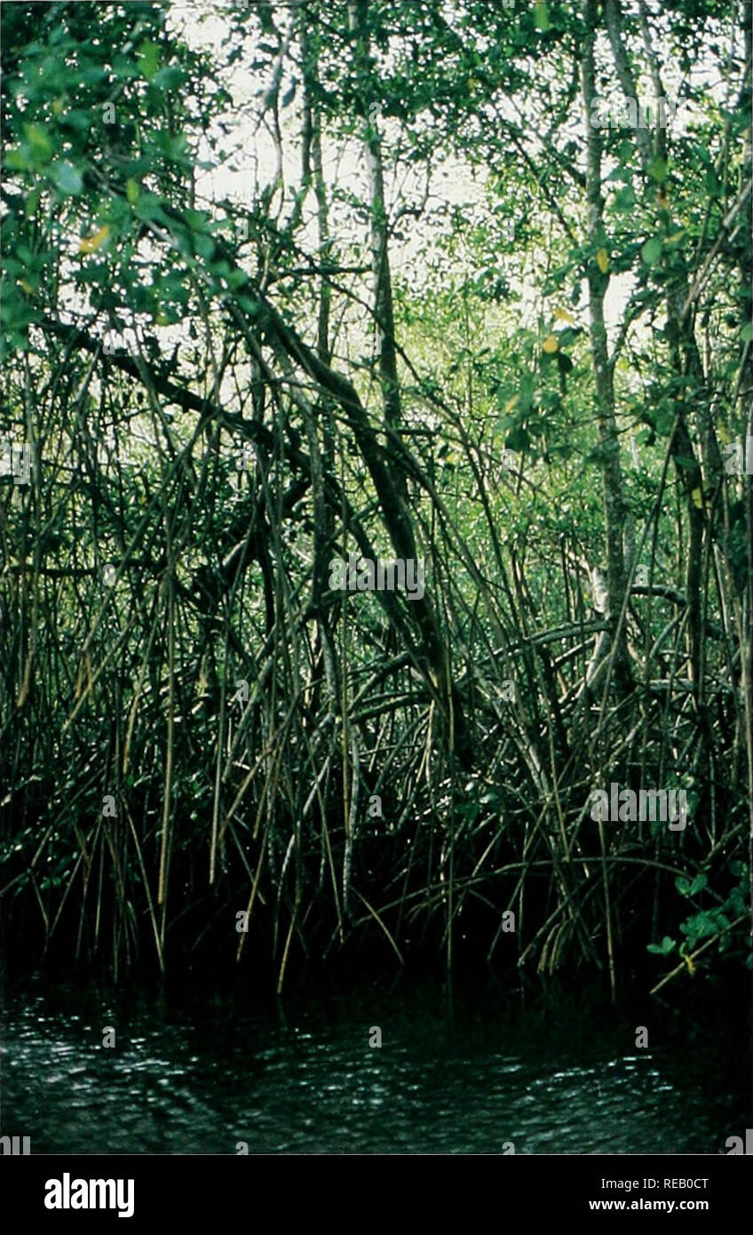 . Die Erhaltung Atlas der tropischen Wälder: In Nord- und Südamerika. Trinidad und Tobago. Umfangreiche Mangroven sind in Caroni Swamp, Western Trinidad gefunden. (Mark Spalding) Zone. Karte 15.1 zeigt die Wälder in Trinidad von 1683 qkm (Tabelle 15.3), aber die Quelle ist 14 Jahre alt und es ist kein Hinweis darauf, wann die Daten für diese Karte gesammelt wurden (siehe Karte Legende). Keine Karte oder Informationen über den Umfang der Wälder auf Tobago hat für dieses Projekt gefunden wurde. Eine Analyse von Luftbildern für die meisten staatlichen Wald Land während der 1978-1980 Waldinventur gab die Bereiche des Stockfoto