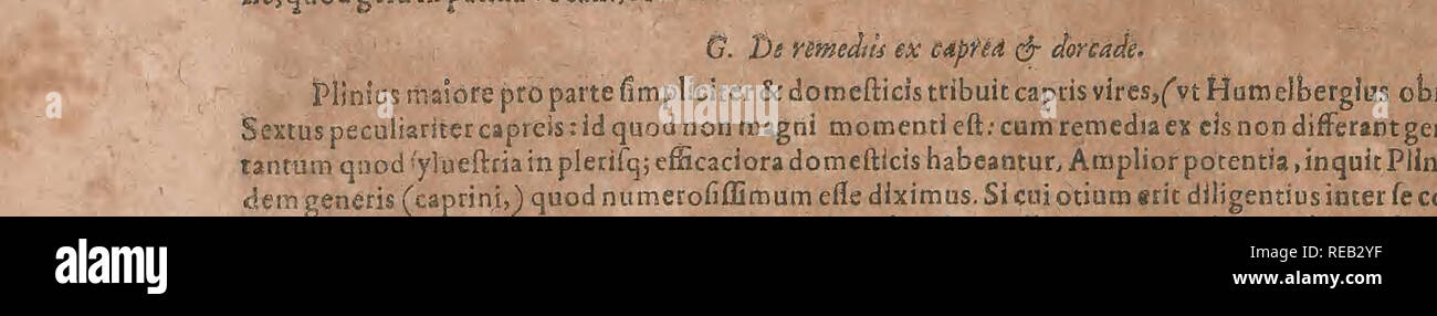 . Conradi Gesneri medici Tigurini Historiae animalium liber Primus de quadrupedibus viuiparis: Opus philosophis, Medici, grammaticis, philologis, poeÌtis, &Amp; Omnibus rerum linguarumqÌue variarum studiosis, vtilissimum simul iucundissimumqÌue futurum. Pre-Linnean arbeitet; Zoologie. De Capreis, G-H. Lib. Ich^ oi h^dito: caiieneWraorrhoideshabeat, SextusJdemPliniusdefellecapr? efc^^^ Adconce-j) uiminduccndum, Fe] linamvcficamdorcaelisauthirci euacuato&amp; exeoquod vifciduminteriusinucnerispcf - fulumconficito&amp; paiiloantecongrefrumimponitoautpenisglandemilhnitOjAetius. Adveretri exulccratio - ncm Fel Stockfoto