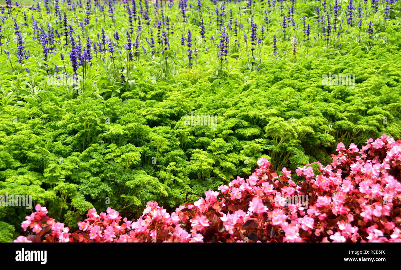 Eine einfache, aber effiziente Sommer Bepflanzung am Wellington Botanischen Gärten Stockfoto