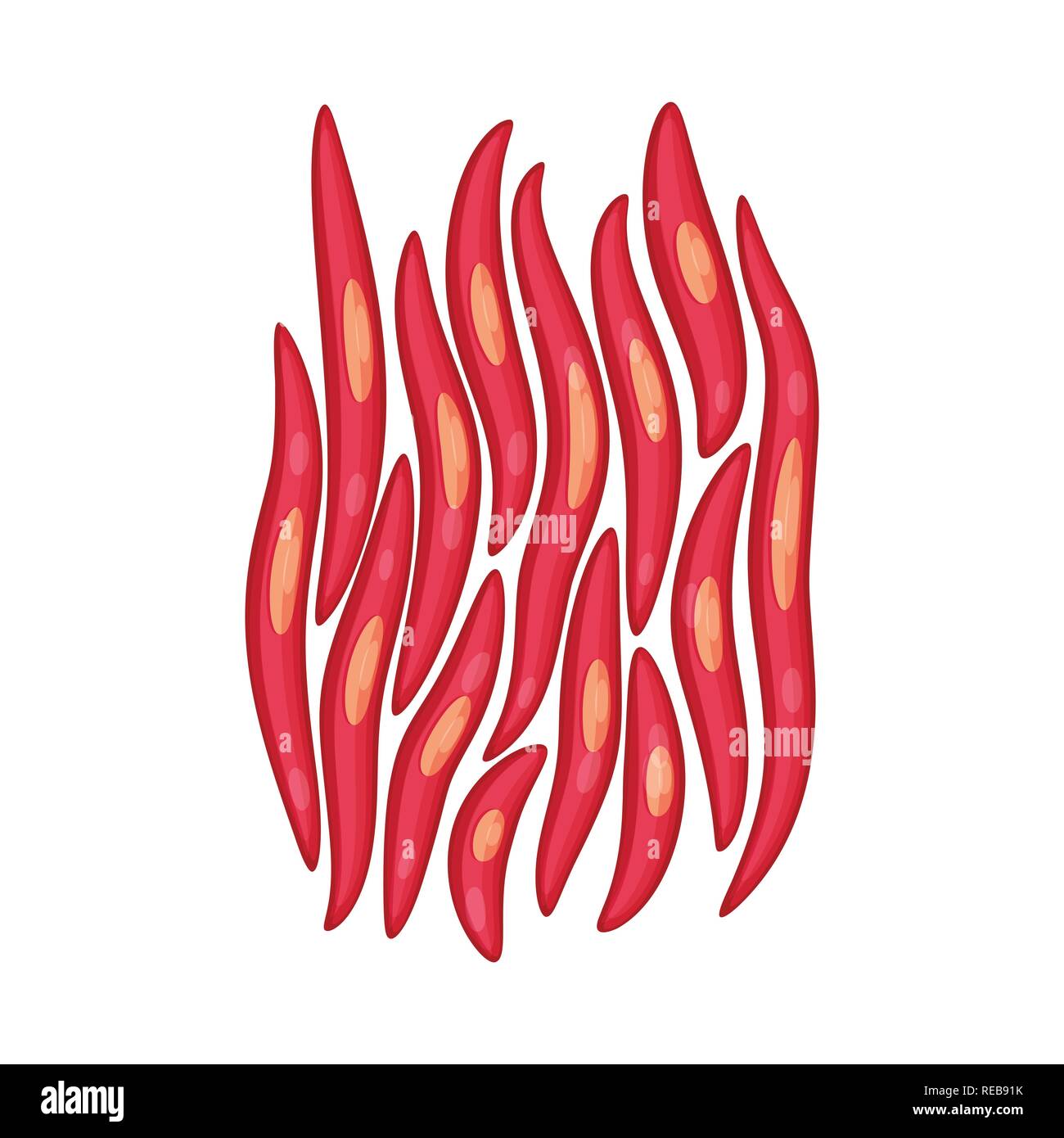 Darm, Filamente, Nerv, Wissenschaft, vielzelligen, glatt, Kollagen, Ektoderm, Biologie, Muskeln, Zellen, Gewebe, Anatomie, Skelett, Struktur, Fibre, muskulös, menschlich, Körper, Set, Vector, Icon, Illustration, isoliert, Sammlung, Design, Element, Grafik, Zeichen, Cartoon, Farbe, Vektor, Vektoren, Stock Vektor