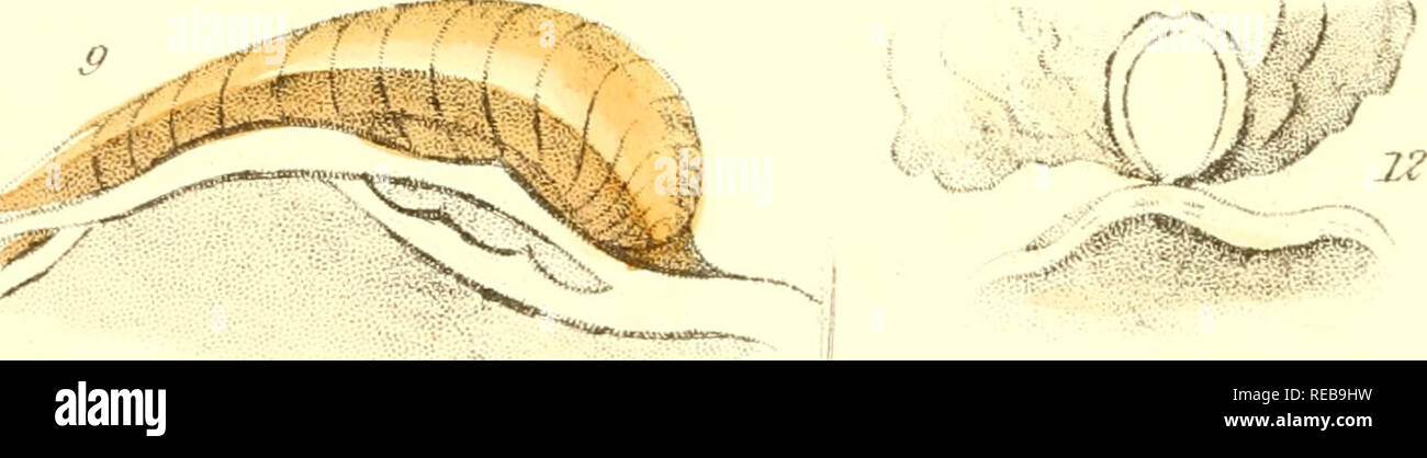 . Der Conchologist text-Buch: Umarmung des Arrangements von Lamarck und LinnÃ ¦ usa mit einem Glossar der Fachbegriffe: Das ist eine kurze Darstellung der Mollusca hinzugefügt. Muscheln, Muscheln. ^M'/a?^' vy â ^''^ N. ^. . Bitte beachten Sie, dass diese Bilder sind von der gescannten Seite Bilder, die digital für die Lesbarkeit verbessert haben mögen - Färbung und Aussehen dieser Abbildungen können nicht perfekt dem Original ähneln. extrahiert. Braun, Thomas, 1785-1862; MacGillivray, William, 1796-1852. London: A. Fullerton Stockfoto