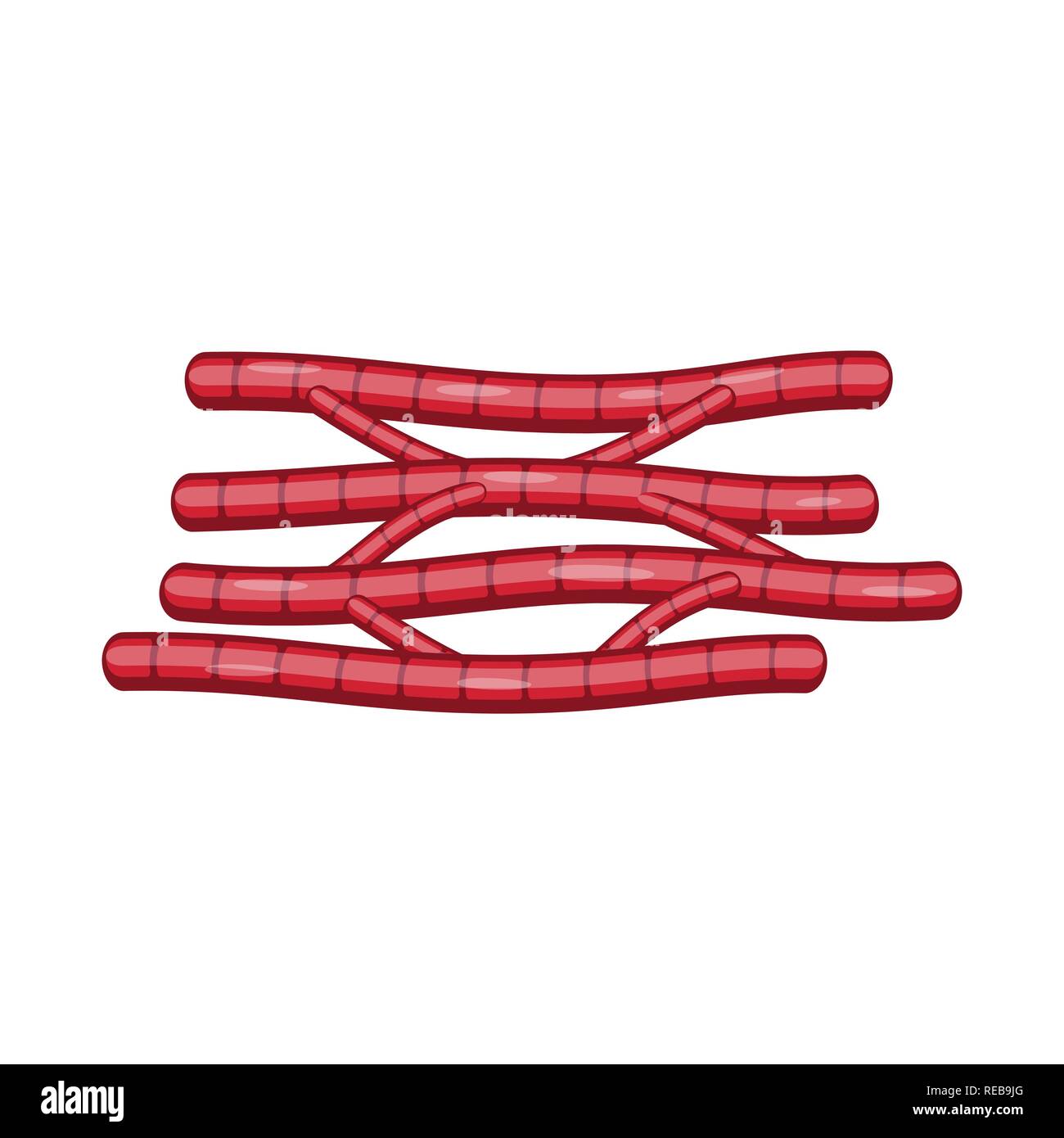 Herz, Filamente, Zelle, glatt, kardiale, Fasern, Orgel, Arterie, Gesundheit, Kardiologie, Muskeln, Zellen, Gewebe, Anatomie, Skelett, Struktur, Fibre, muskulös, menschlich, Körper, Set, Vector, Icon, Illustration, isoliert, Sammlung, Design, Element, Grafik, Zeichen, Cartoon, Farbe, Vektor, Vektoren, Stock Vektor