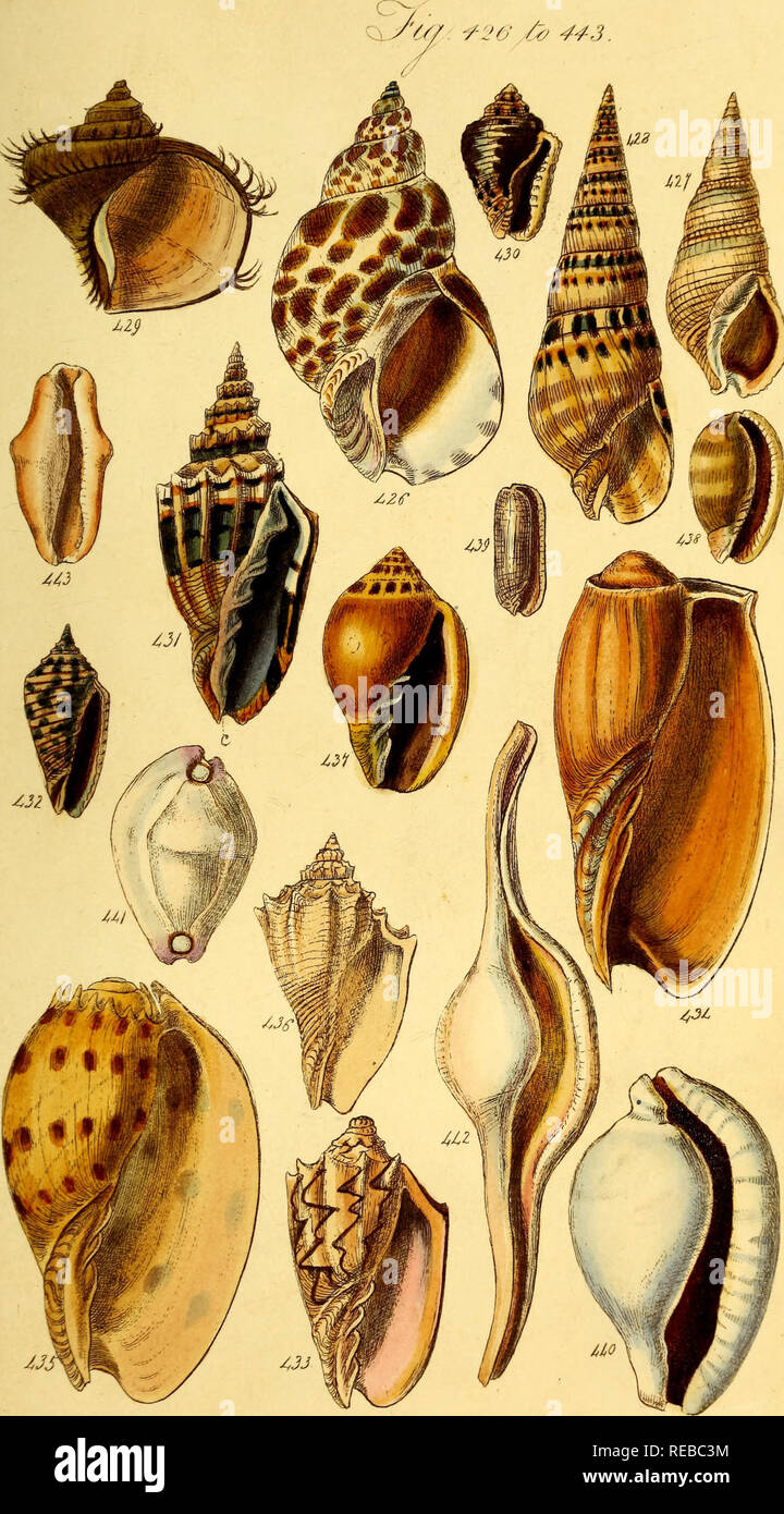 . Eine conchological Handbuch. Shells. 'U/. &Lt;f26 6? 443. Bitte beachten Sie, dass diese Bilder sind von der gescannten Seite Bilder, die digital für die Lesbarkeit verbessert haben mögen - Färbung und Aussehen dieser Abbildungen können nicht perfekt dem Original ähneln. extrahiert. Sowerby, G. B. (George Brettingham), 1812-1884; Henderson, J. B. (John Brooks), 1870-1923, der ehemalige Eigentümer. DSI; Dall, William Healey, 1845-1927, der ehemalige Eigentümer. DSI. London: Henry G. Bohn Stockfoto