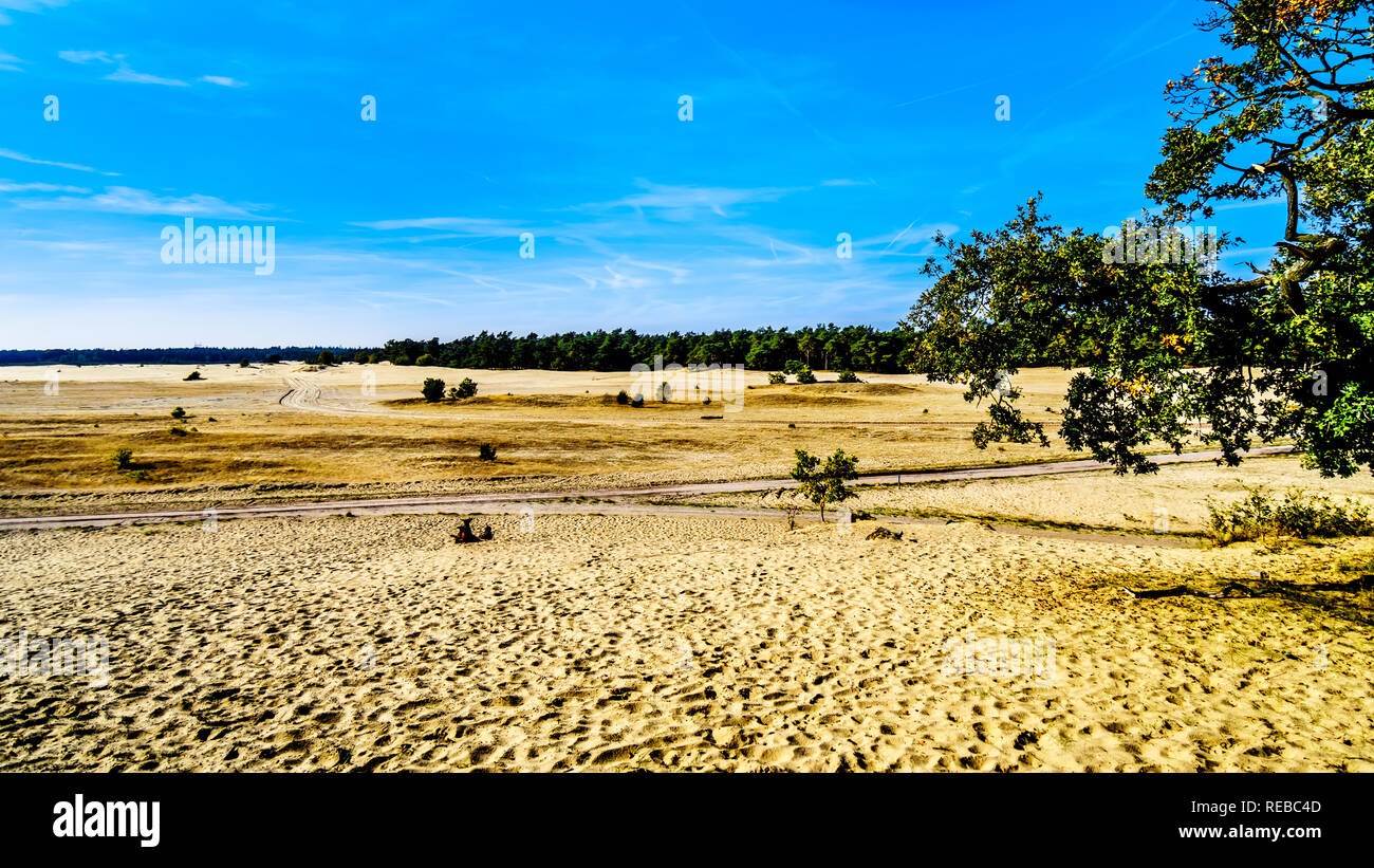 Die mini Wüste Beekhuizerzand im Naturschutzgebiet Hoge Veluwe unter blauem Himmel in der Provinz Gelderland in den Niederlanden Stockfoto