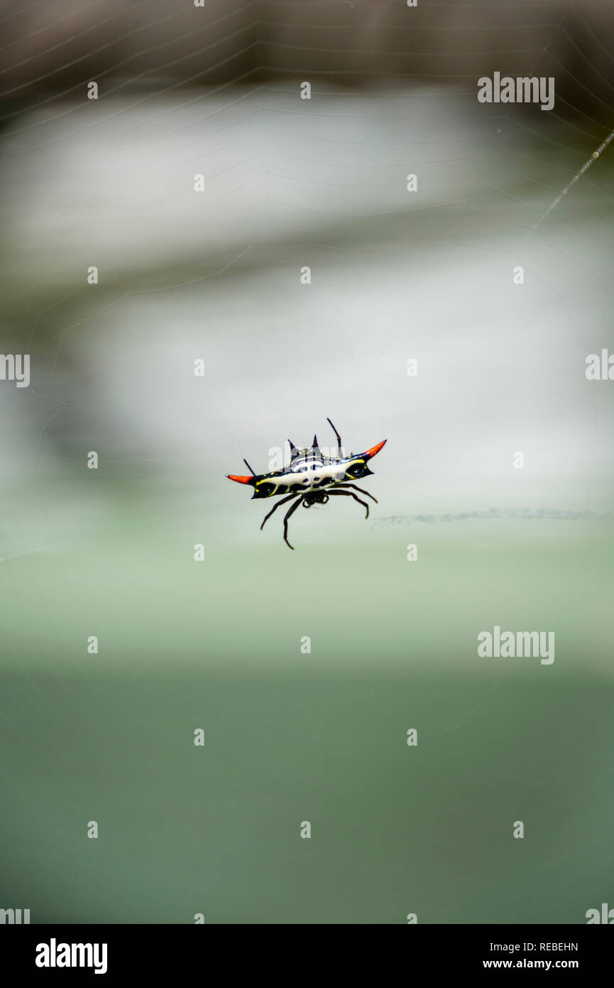 Rot - gehörnte Spinne im Netz mit, Hintergrund, Norfolk Island Australien Stockfoto