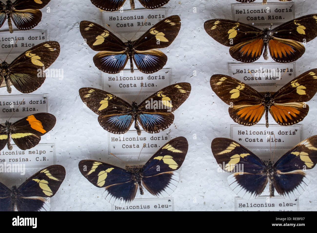 Eine entomologische Sammlung mit hohen morphologischen intraspezifische Variation unter Heliconius Schmetterlinge. Mit Etiketten. Stockfoto