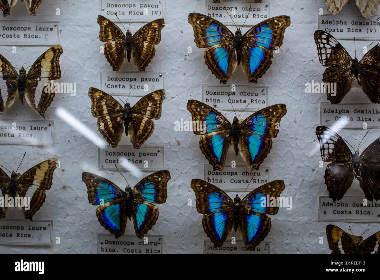 Eine bunte entomologische Sammlung von Festgesteckt tropische Schmetterlinge, mit Umgangsformen. Stockfoto