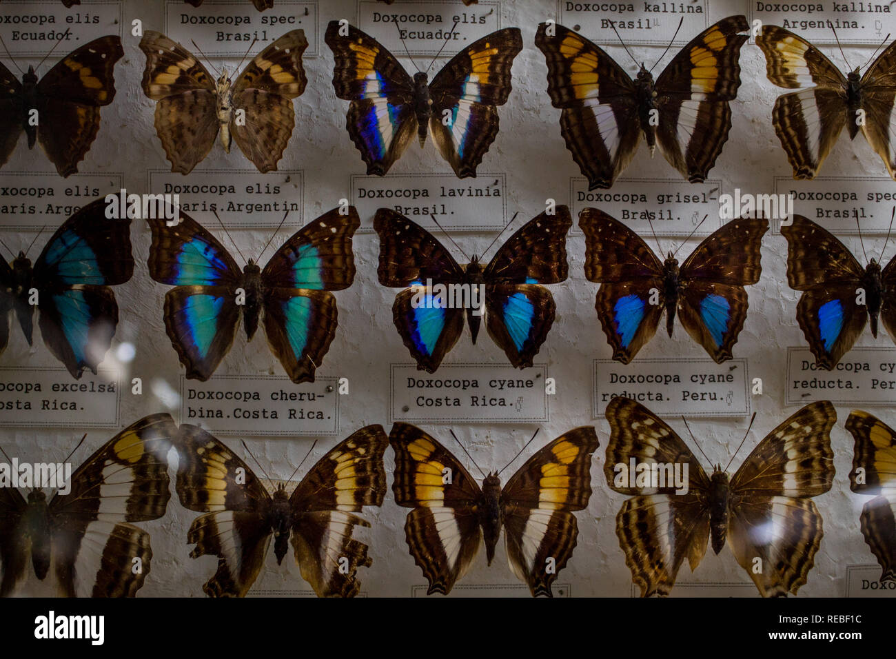 Eine bunte entomologische Sammlung von Festgesteckt tropische Schmetterlinge, mit Umgangsformen. Stockfoto