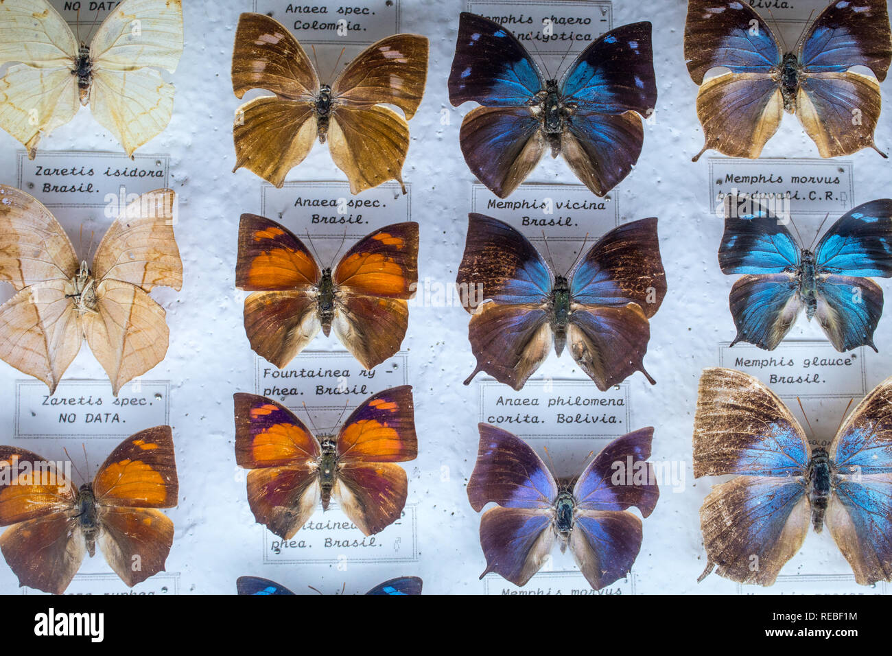 Eine bunte entomologische Sammlung von Festgesteckt tropische Schmetterlinge, mit Umgangsformen. Stockfoto