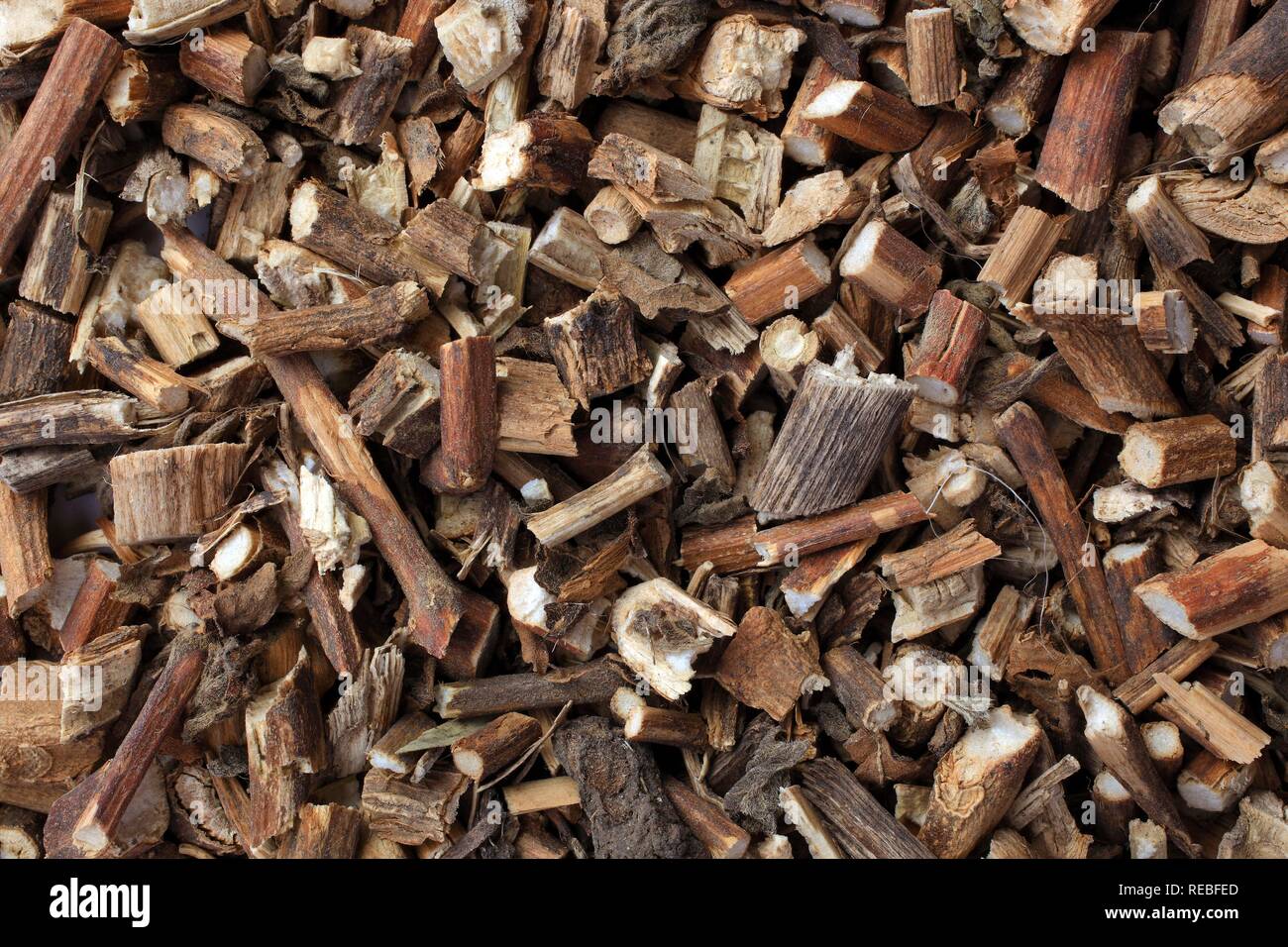 Heilpflanze, Koreanische Minze, Süßholz Blau oder Lila Riese Ysop (Agastache rugosa), getrocknete Kräuter Stockfoto